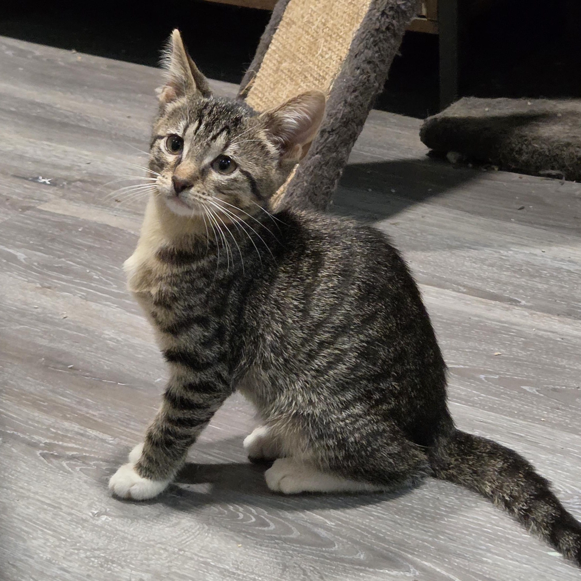 Enlarge Zosia, a Adoptable Domestic Short Hair in Chicago, IL image 3/5