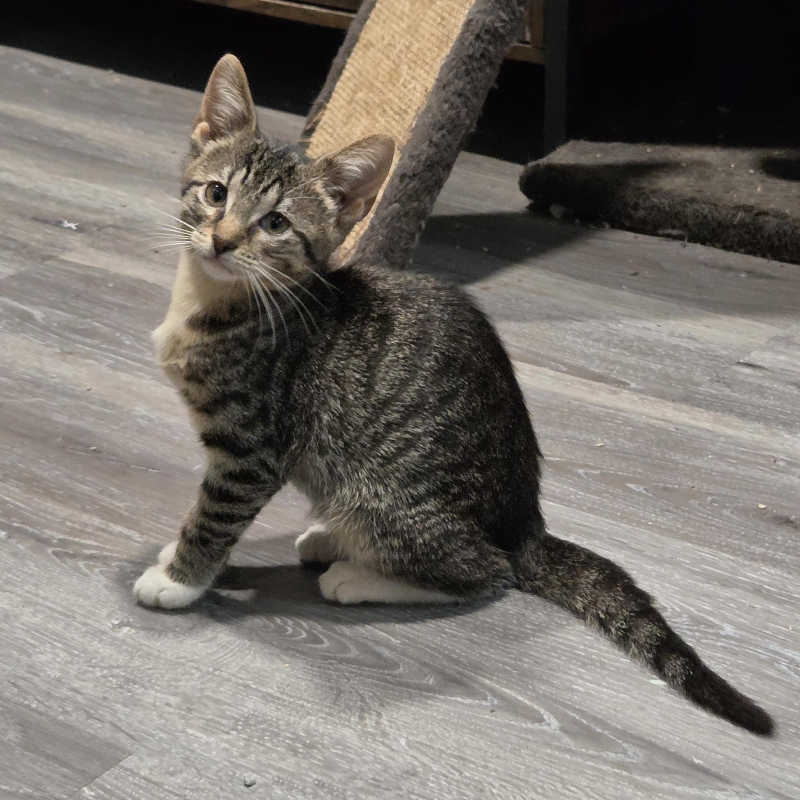 Enlarge Zosia, a Adoptable Domestic Short Hair in Chicago, IL image 4/5