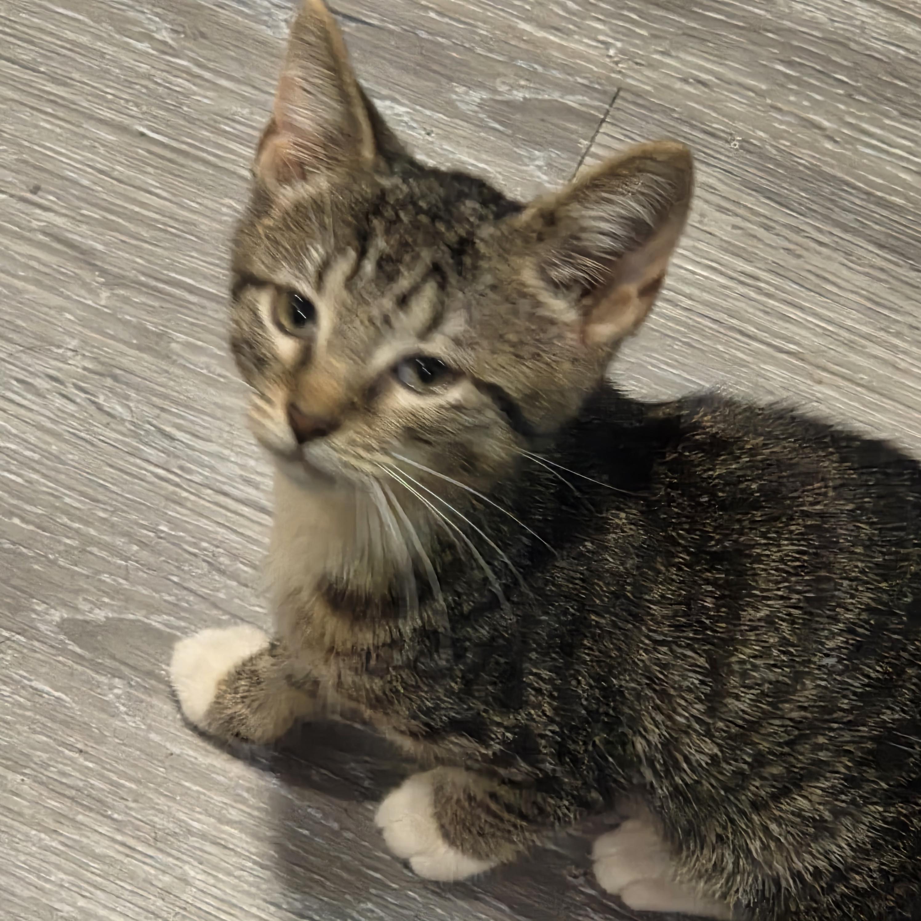 Enlarge Zosia, a Adoptable Domestic Short Hair in Chicago, IL image 2/5
