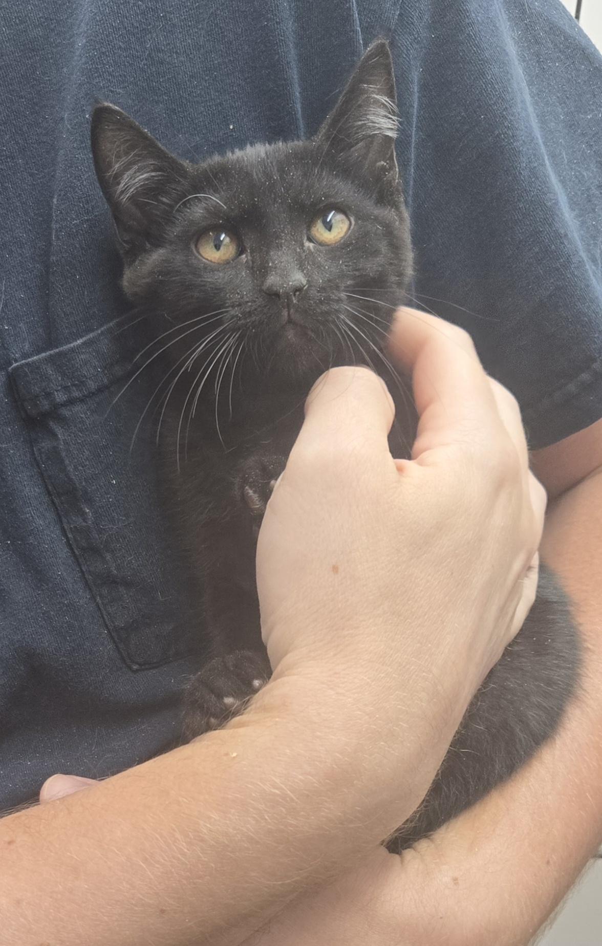 Enlarge Lanai, an adopted Domestic Short Hair in Tyner, KY image 1/1