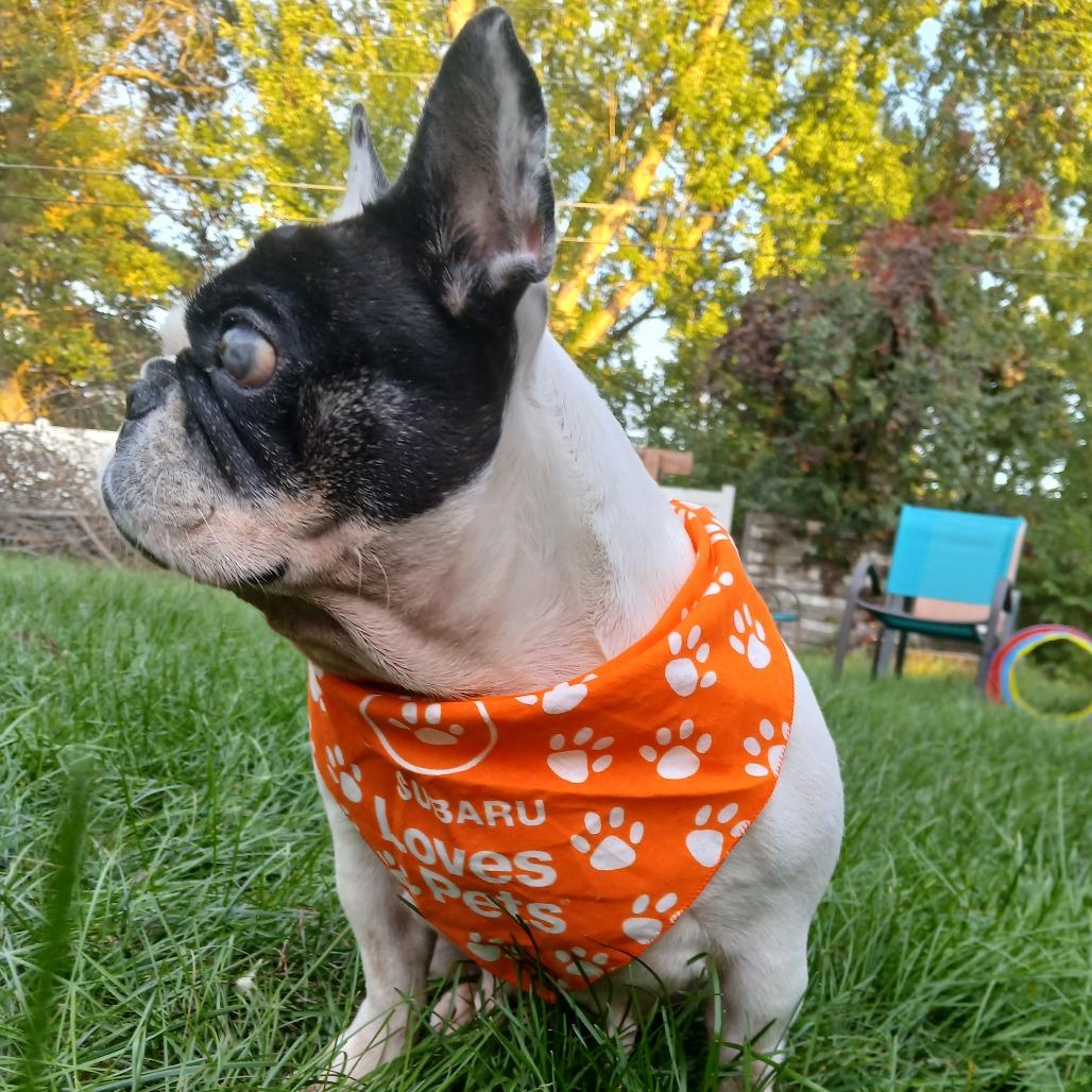 Enlarge Gnocchi 22772, a Adoptable mixed breed in Minneapolis, MN image 1/3