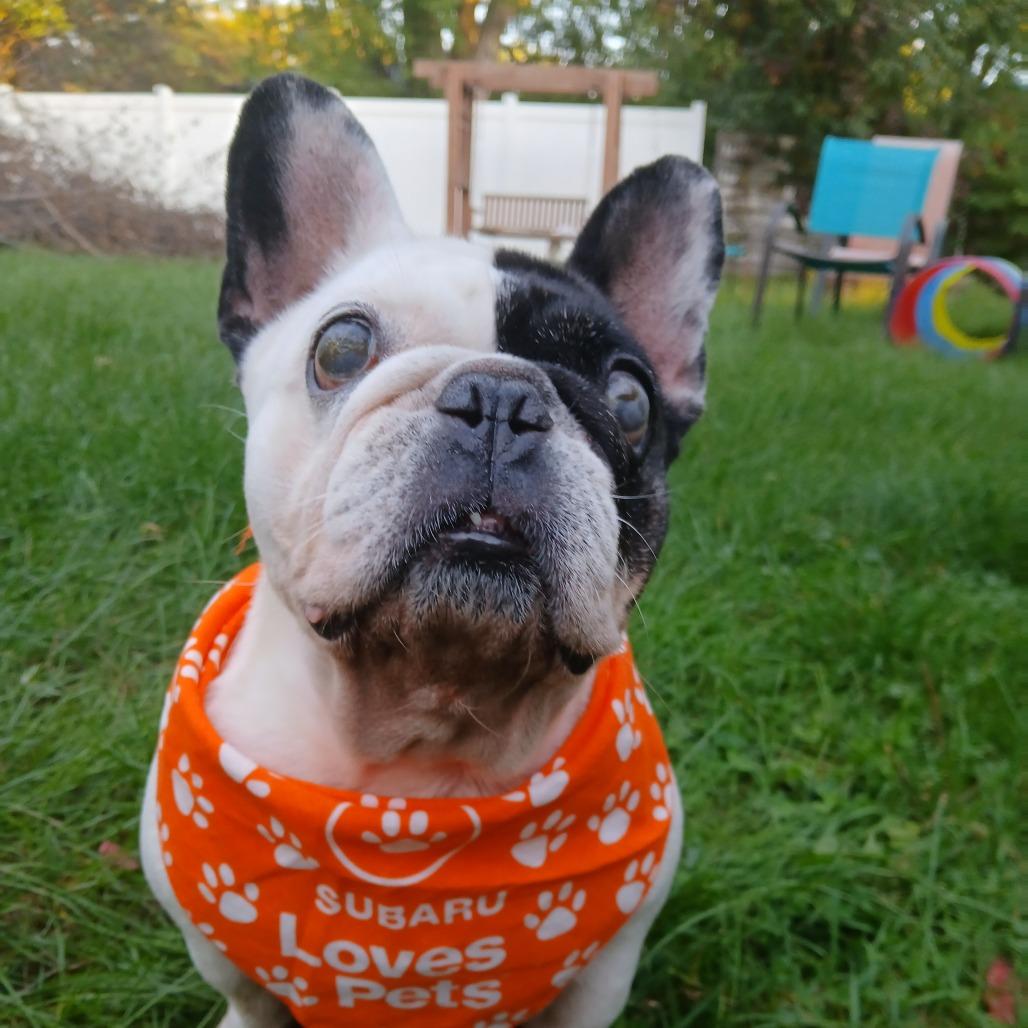Enlarge Gnocchi 22772, a Adoptable mixed breed in Minneapolis, MN image 3/3