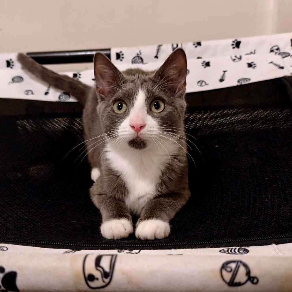 Ash, Adoptable, Kitten Female Domestic Short Hair.