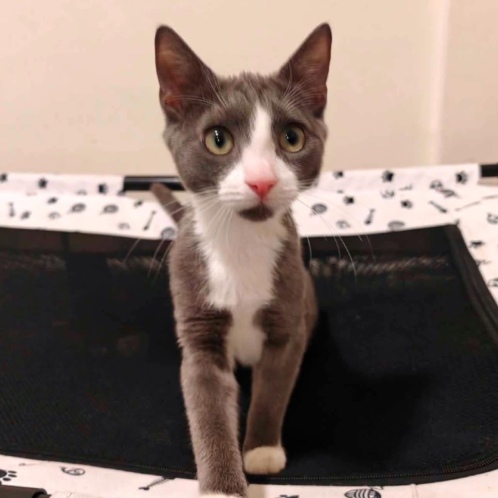 Enlarge Ash, a Adoptable Domestic Short Hair in Forest Hills, NY image 2/4