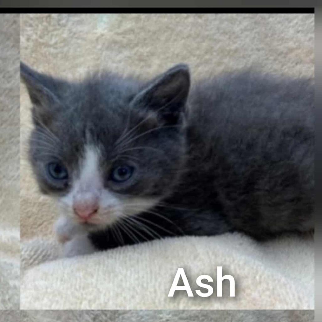 Enlarge Ash, a Adoptable Domestic Short Hair in Forest Hills, NY image 3/4