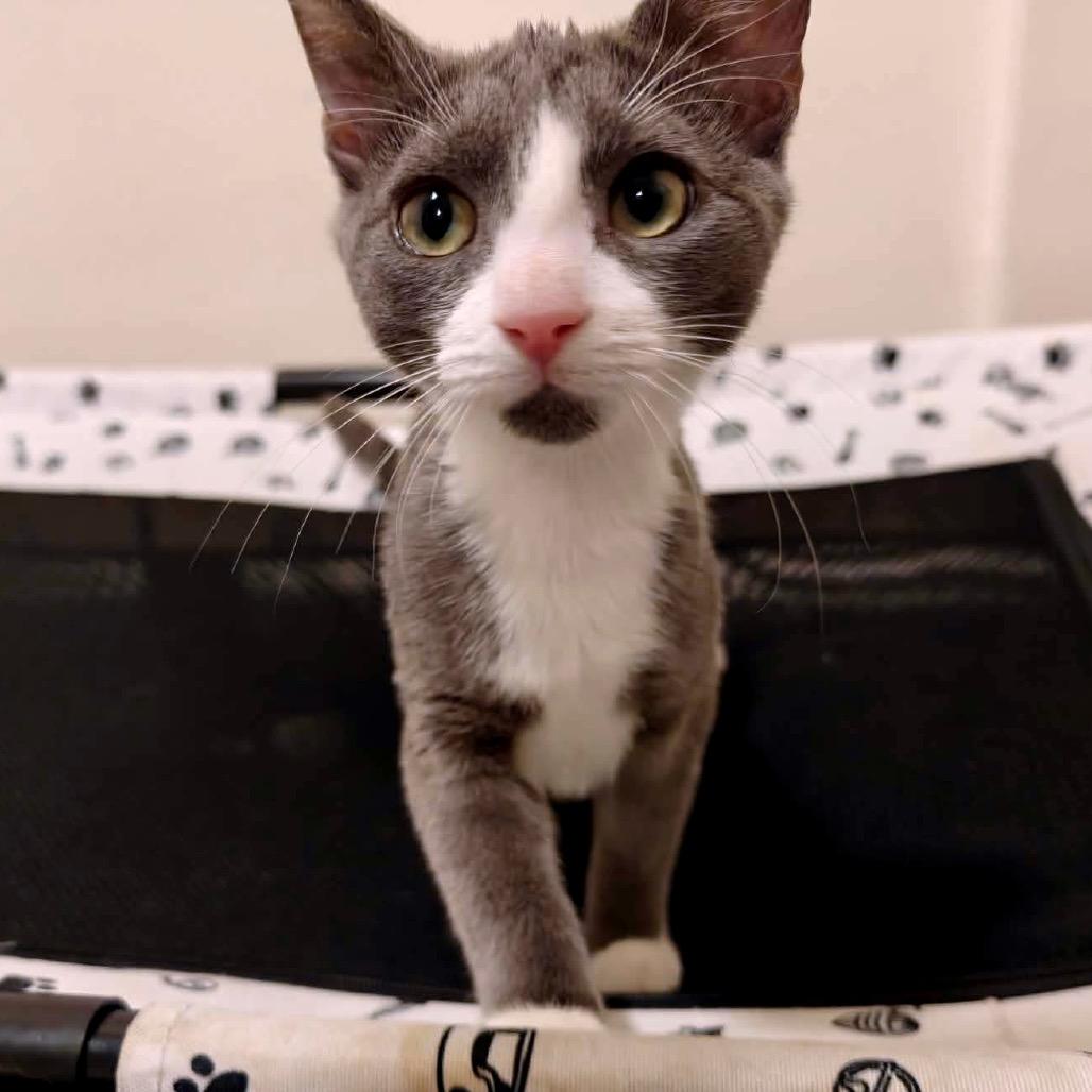 Enlarge Ash, a Adoptable Domestic Short Hair in Forest Hills, NY image 4/4