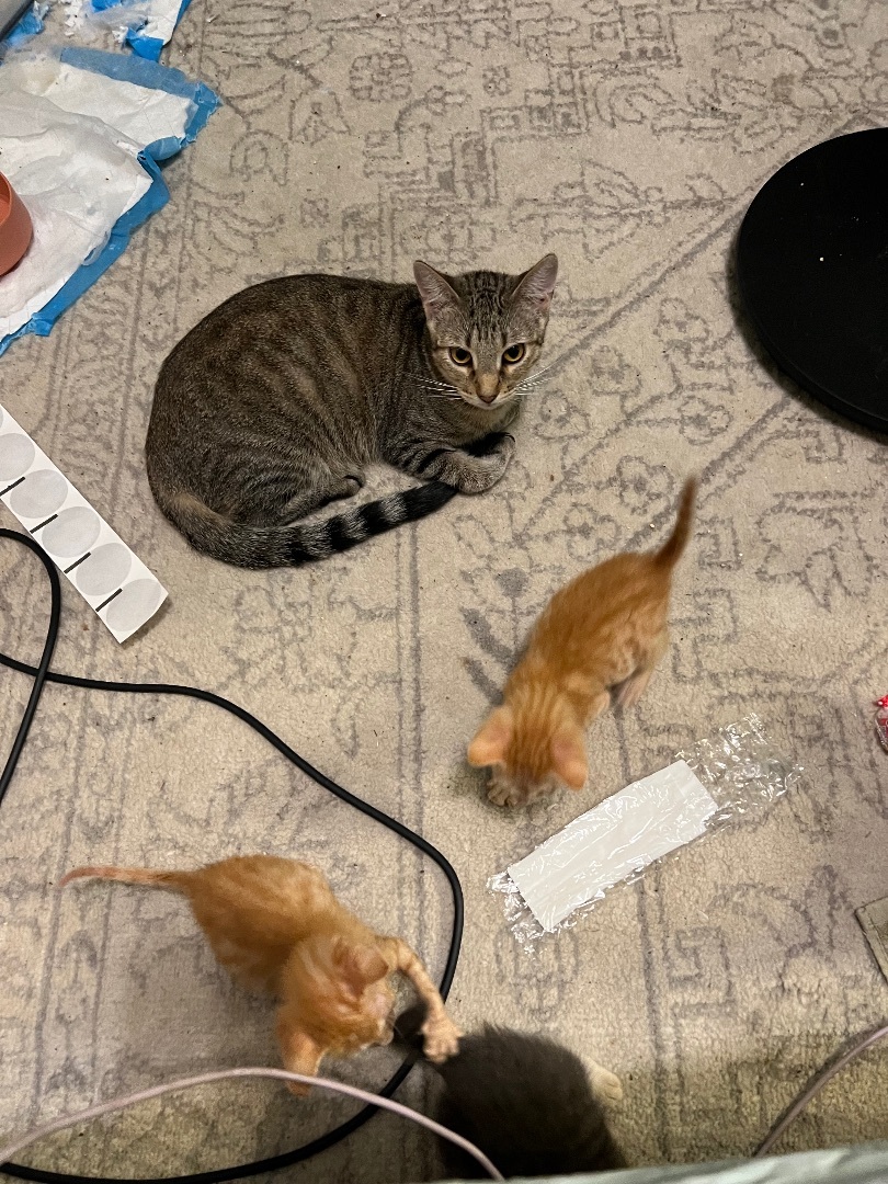 Tessa — thumbnail 2