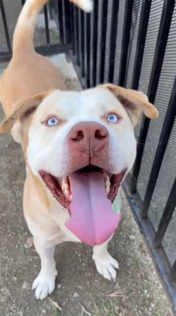 PRINGLE, a Adoptable Pit Bull Terrier in Riverside, CA image 2/2