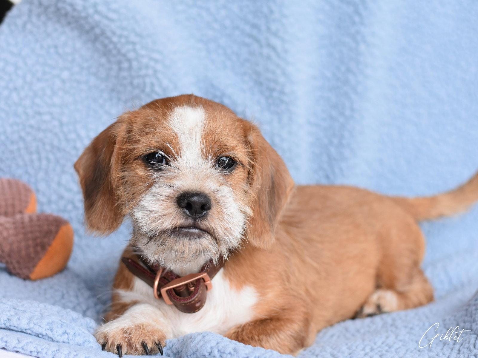 Giblet, Adopted, Young Male Shih Tzu & Dachshund.