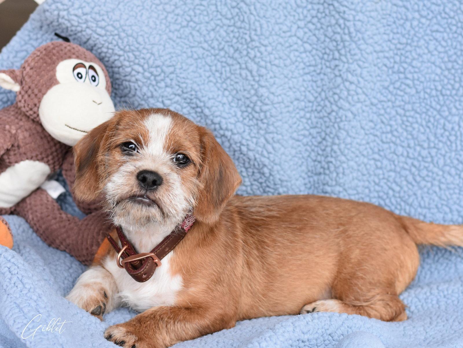 Enlarge Giblet, a Adopted mixed breed in Montgomery, TX image 2/3