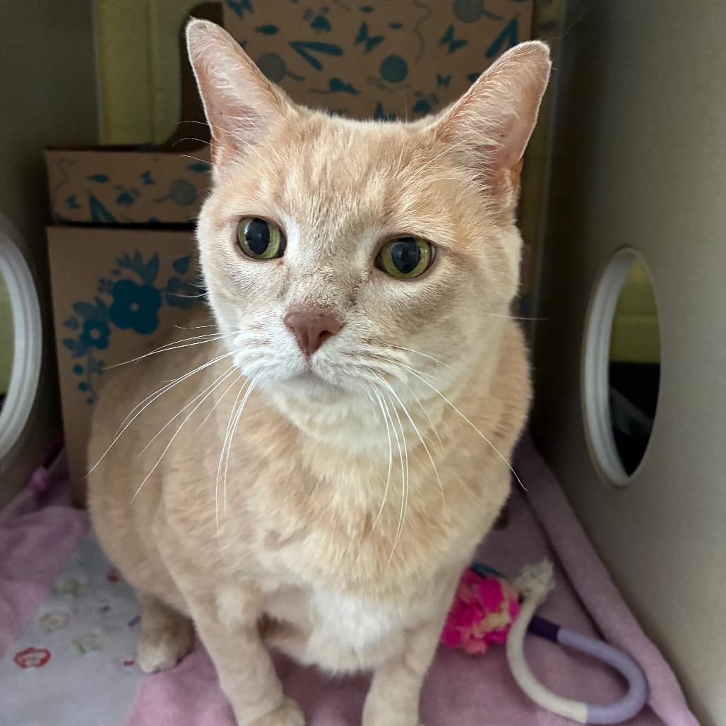 Butterscotch (Holland Cat Cove), Adoptable, Senior Male Domestic Short Hair & Mixed Breed.