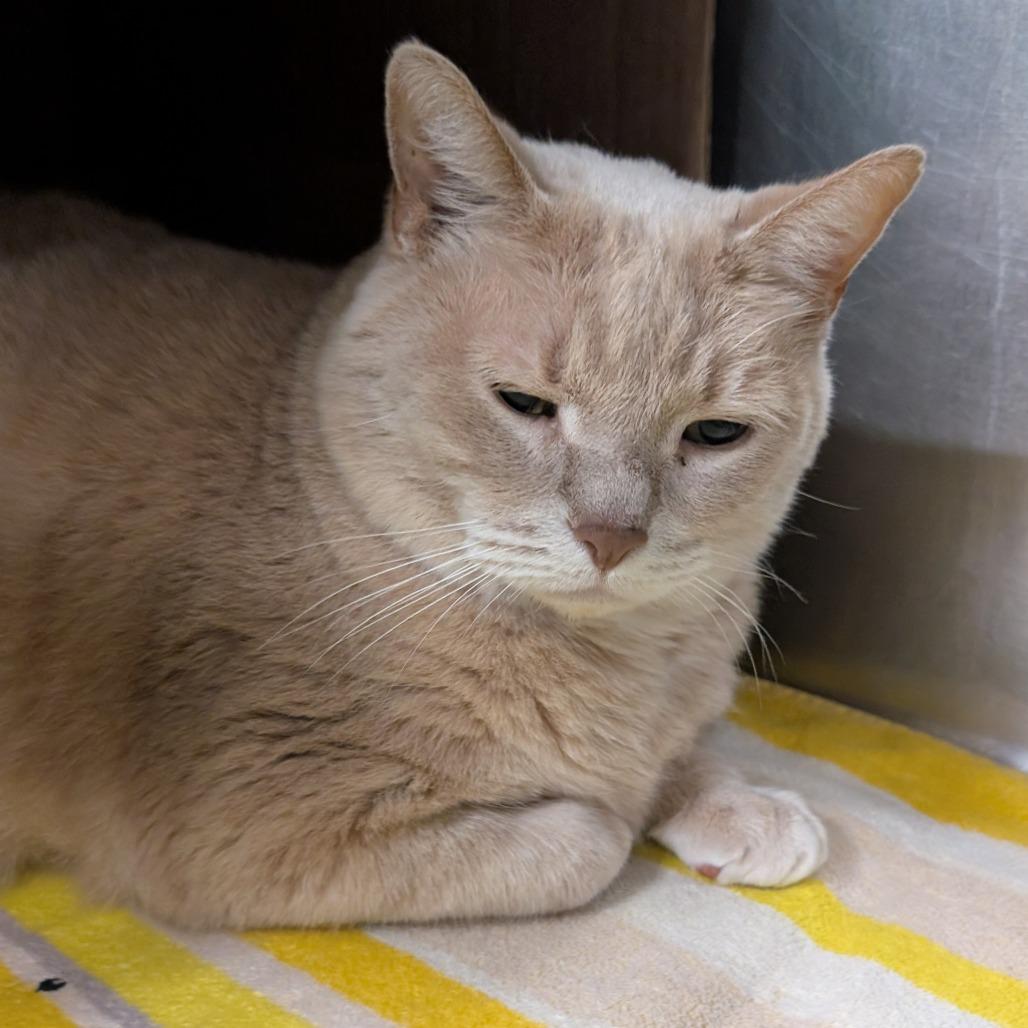Enlarge Butterscotch (Holland Cat Cove), a Adoptable mixed breed in West Olive, MI image 2/2