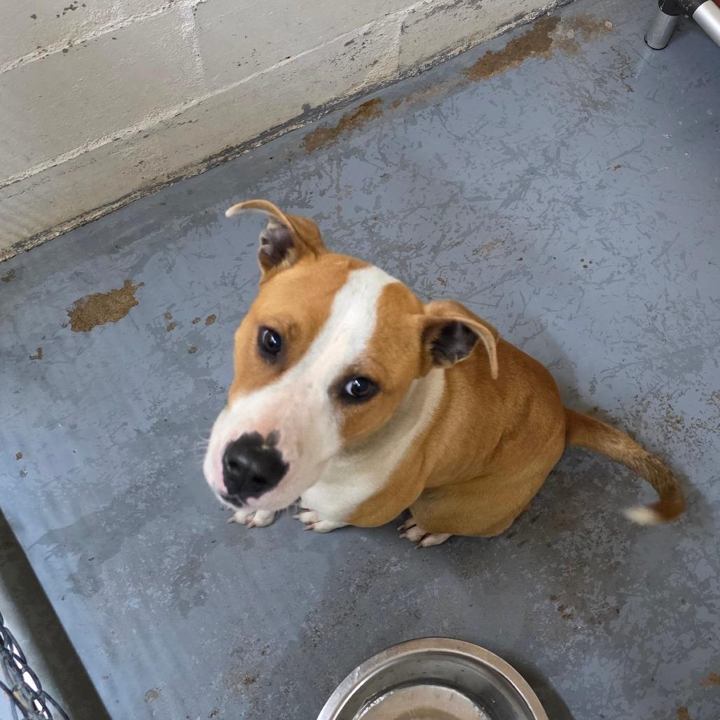 Quinn, Adoptable, Adult Female Mixed Breed.