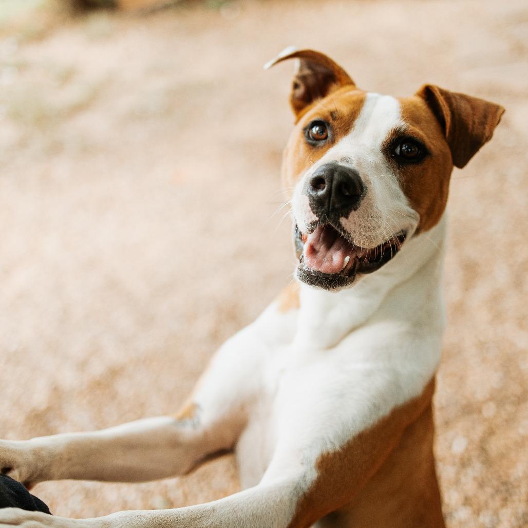 Enlarge Quinn, a Adoptable Mixed Breed in Duncan, OK image 2/5