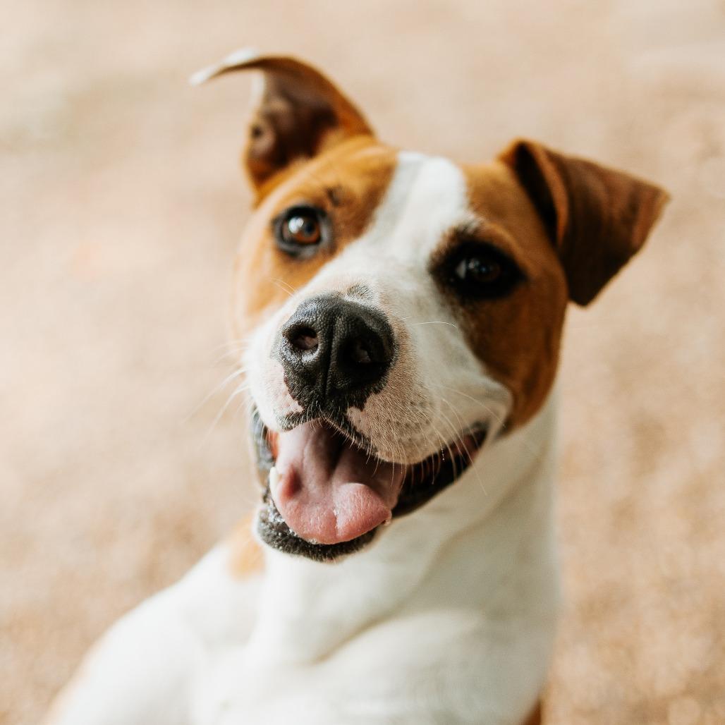 Enlarge Quinn, a Adoptable Mixed Breed in Duncan, OK image 3/5
