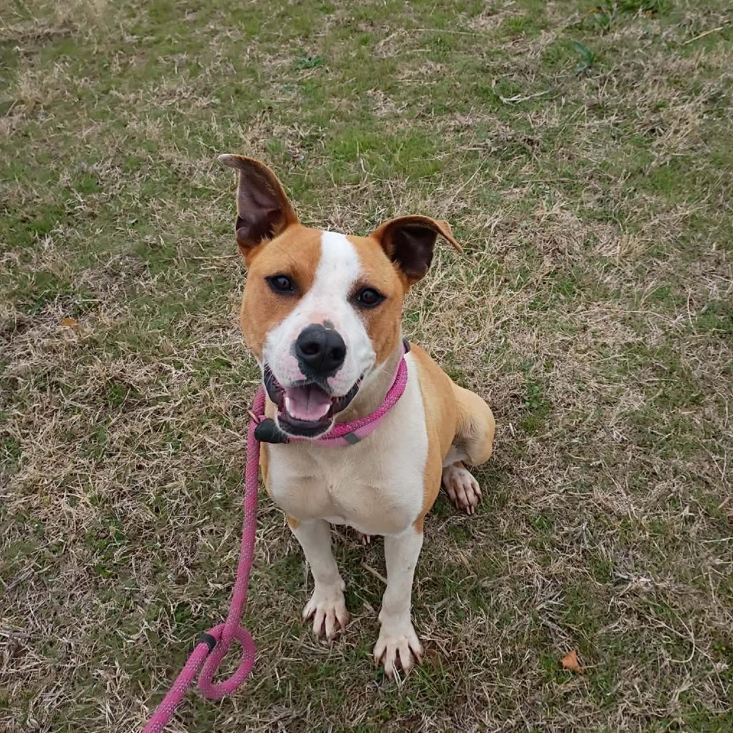 Quinn, a Adoptable Mixed Breed in Duncan, OK image 2/2