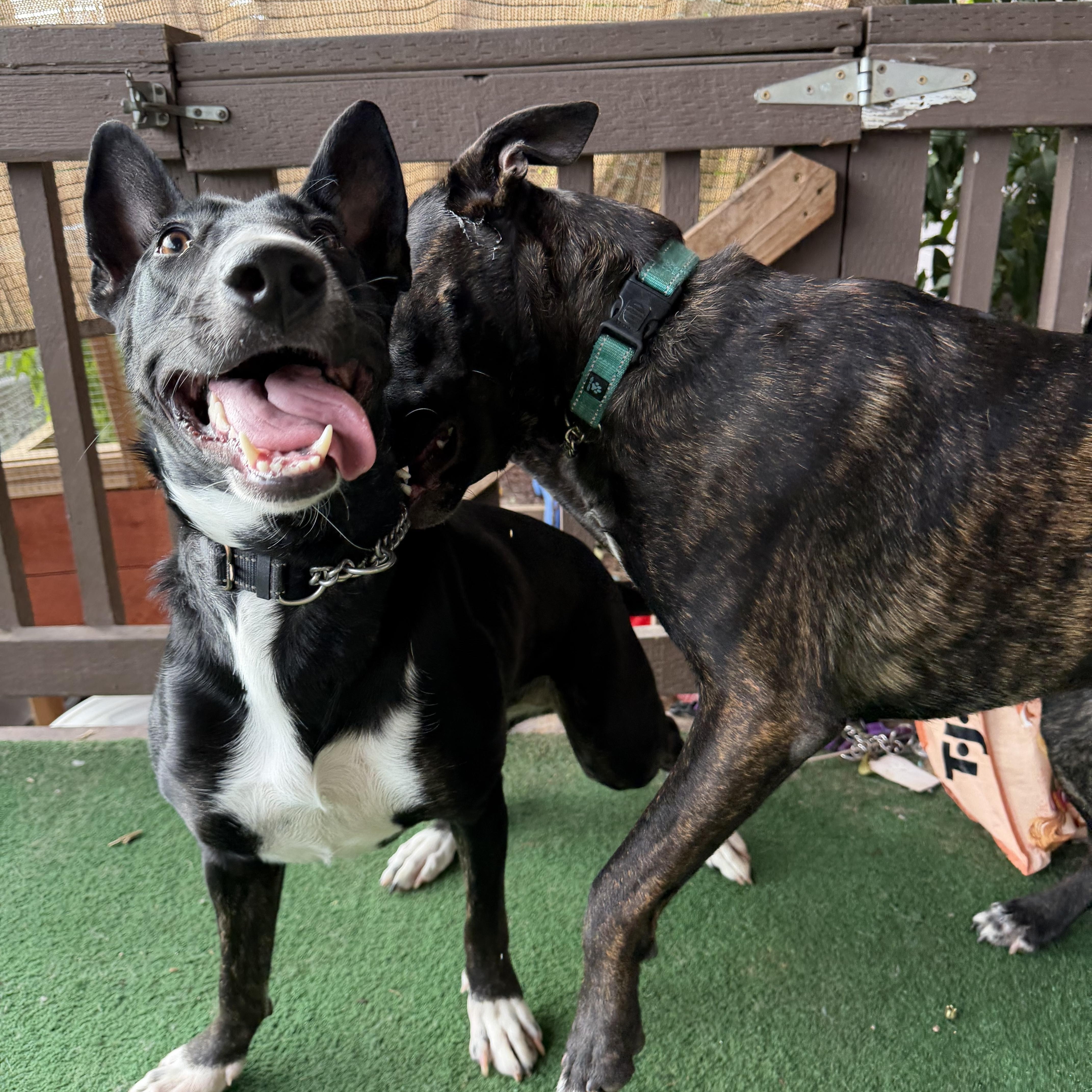 Enlarge Sansa, a Adoptable mixed breed in Whittier, CA image 2/6