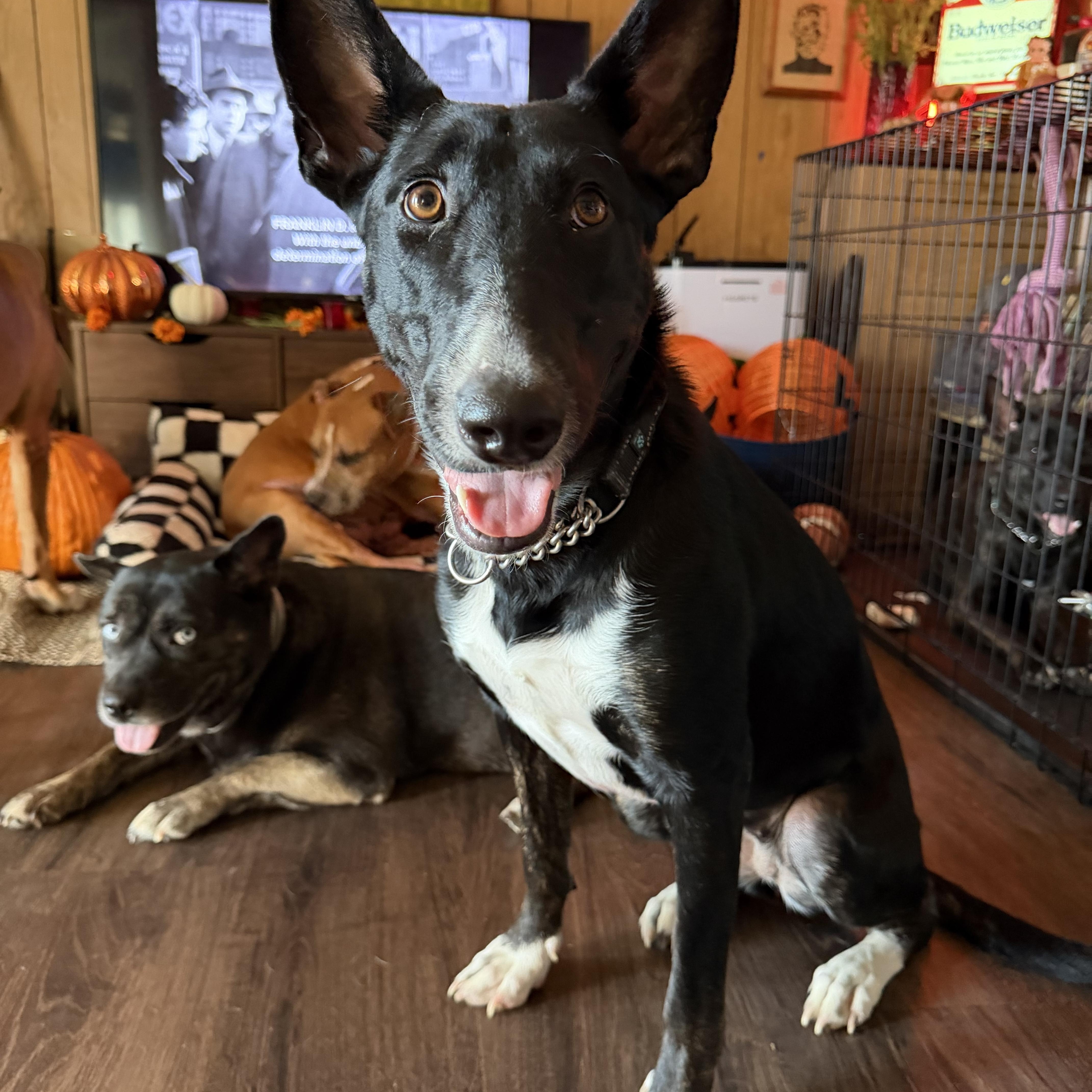 Enlarge Sansa, a Adoptable mixed breed in Whittier, CA image 4/6