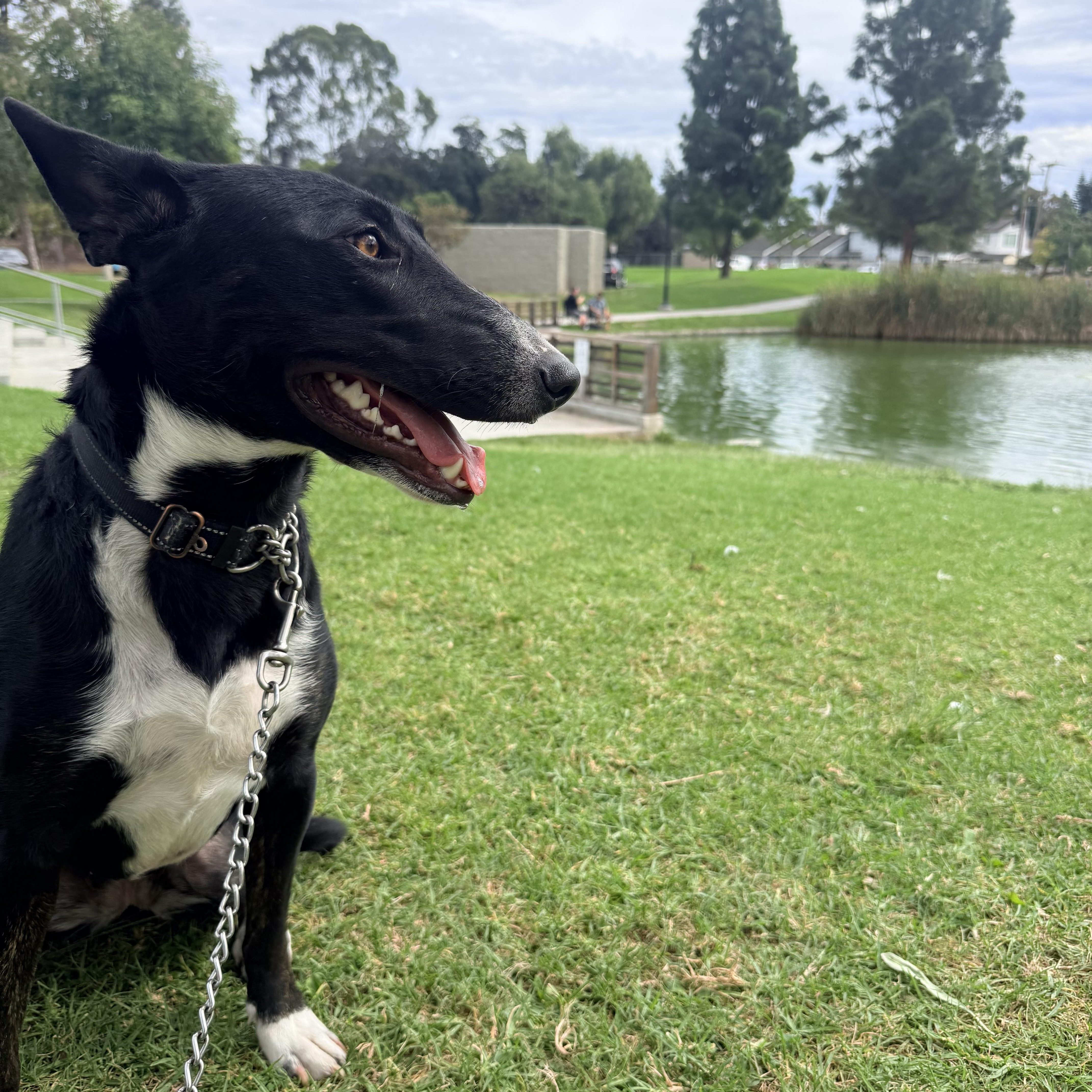 Enlarge Sansa, a Adoptable mixed breed in Whittier, CA image 5/6