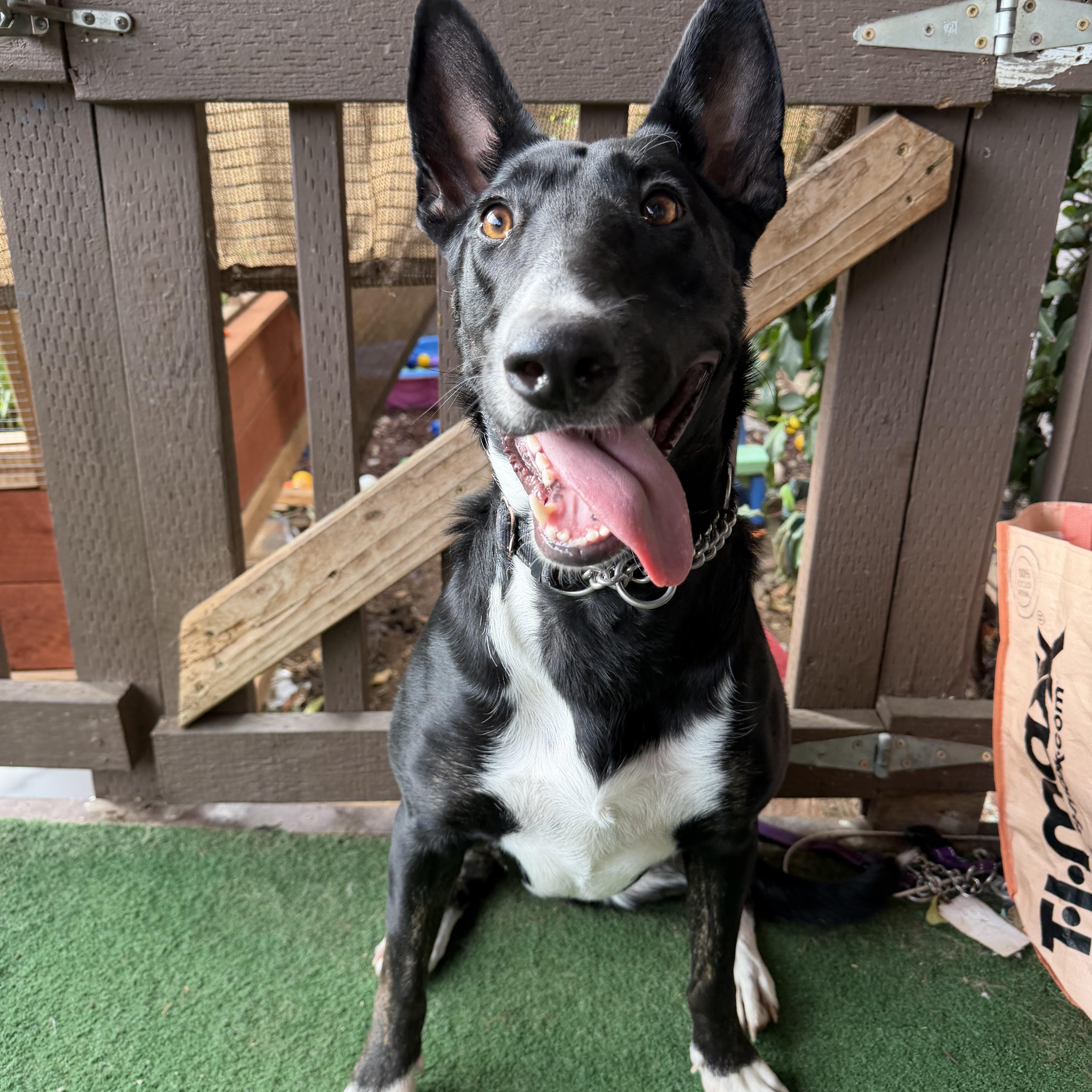 Enlarge Sansa, a Adoptable mixed breed in Whittier, CA image 1/6