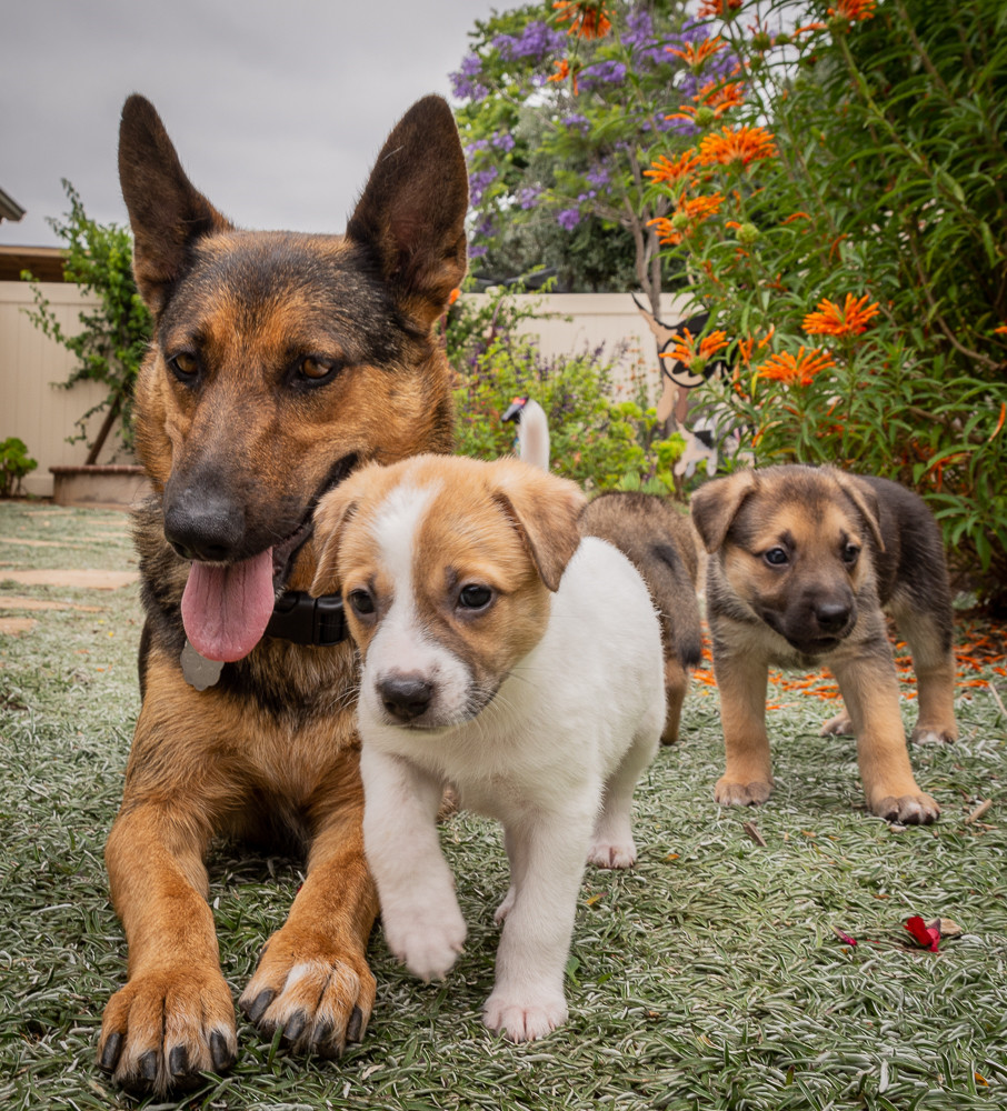 Enlarge Dallas, a Adoptable mixed breed in San Diego, CA image 2/10