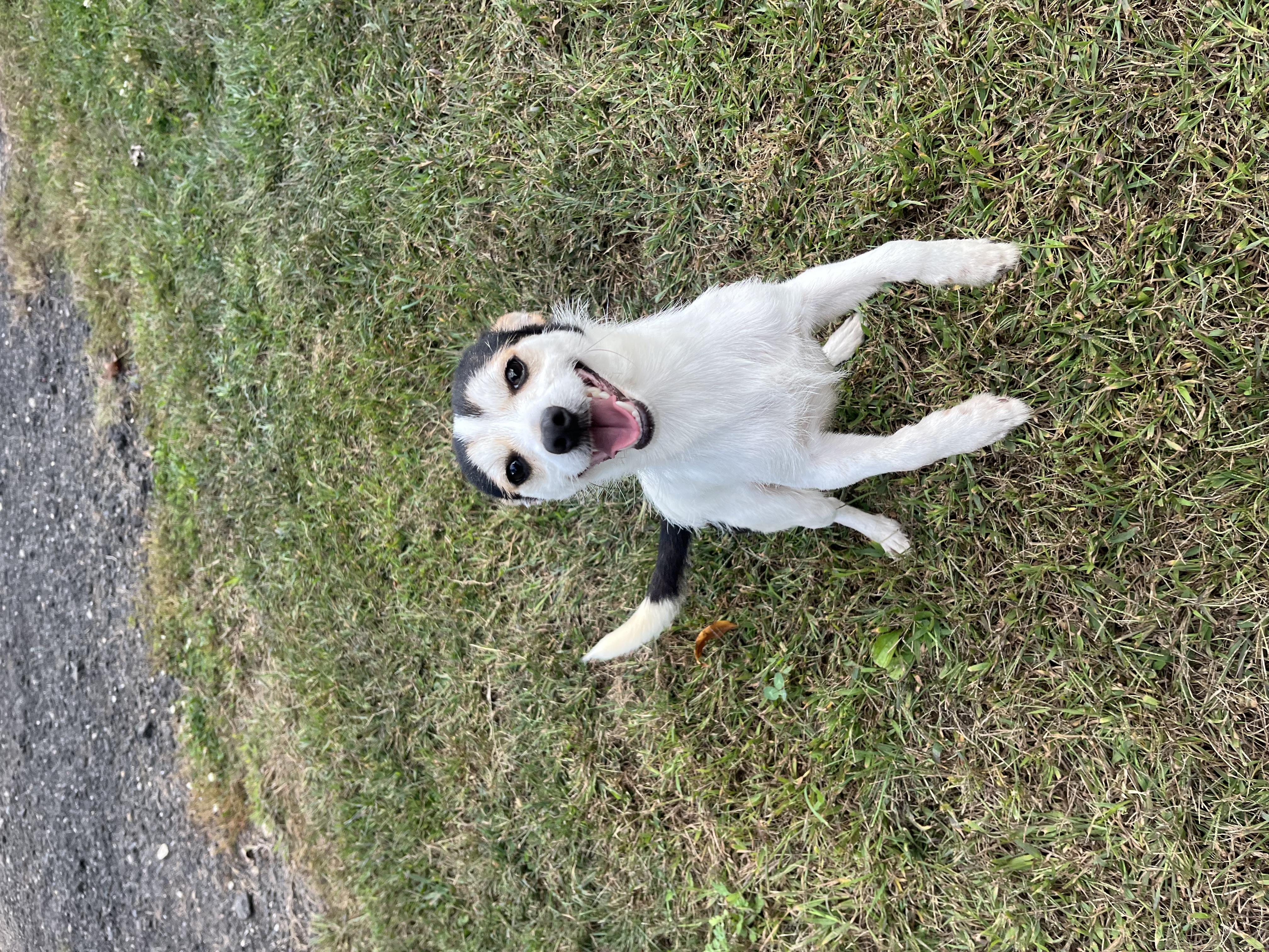 Enlarge Winston, a Adopted mixed breed in Watertown, CT image 4/4