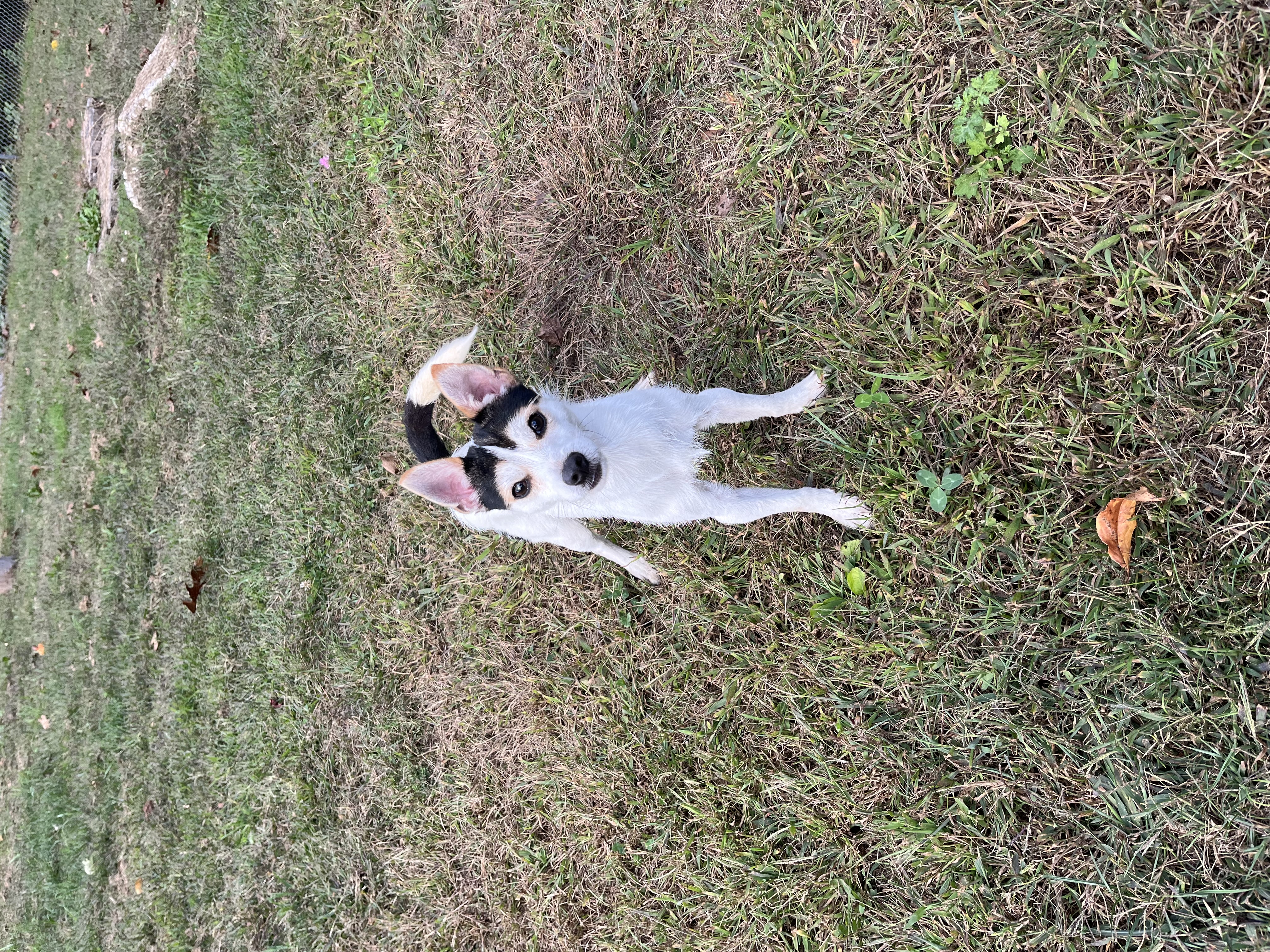 Enlarge Winston, a Adopted mixed breed in Watertown, CT image 3/4