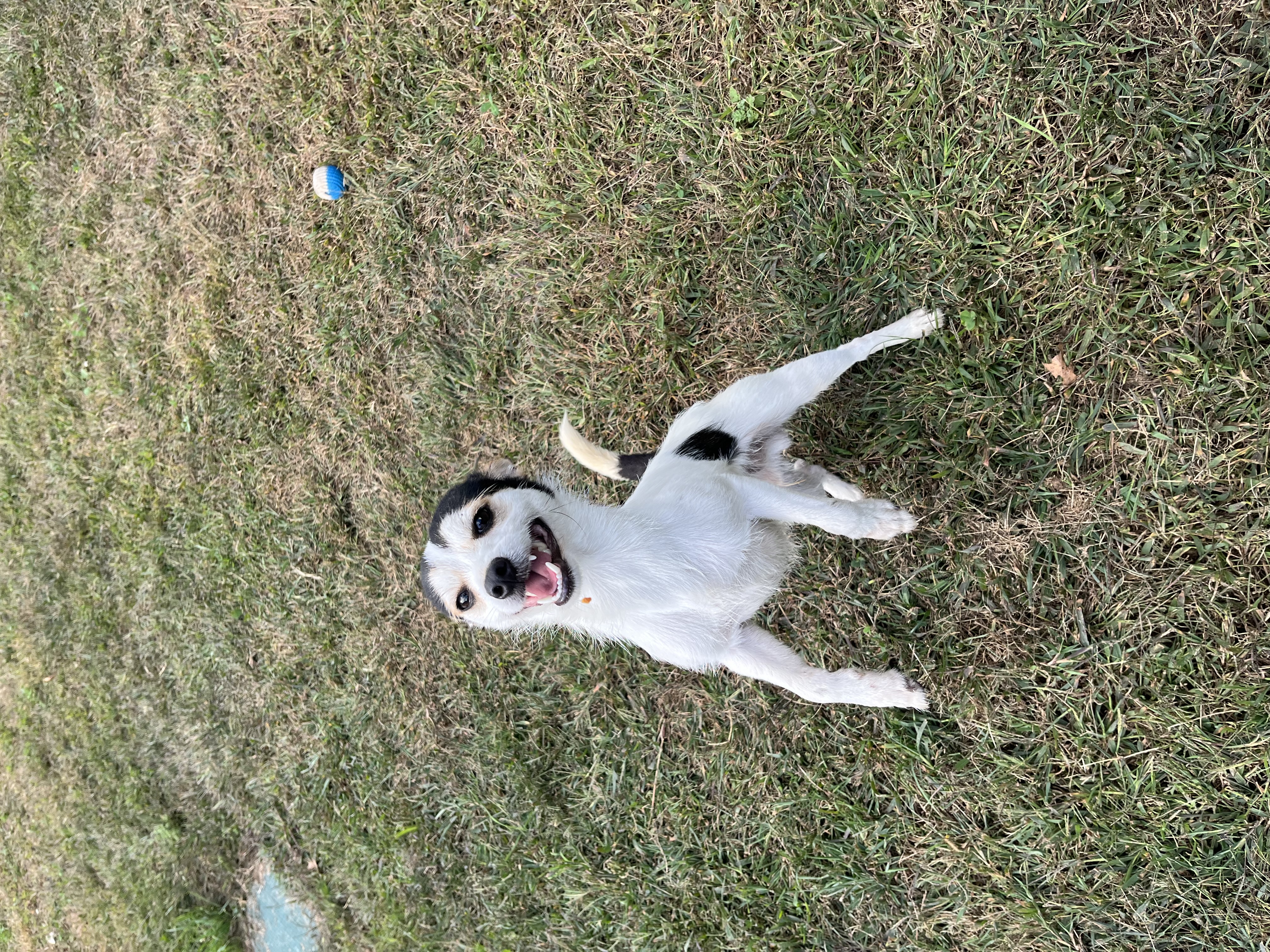 Enlarge Winston, a Adopted mixed breed in Watertown, CT image 2/4