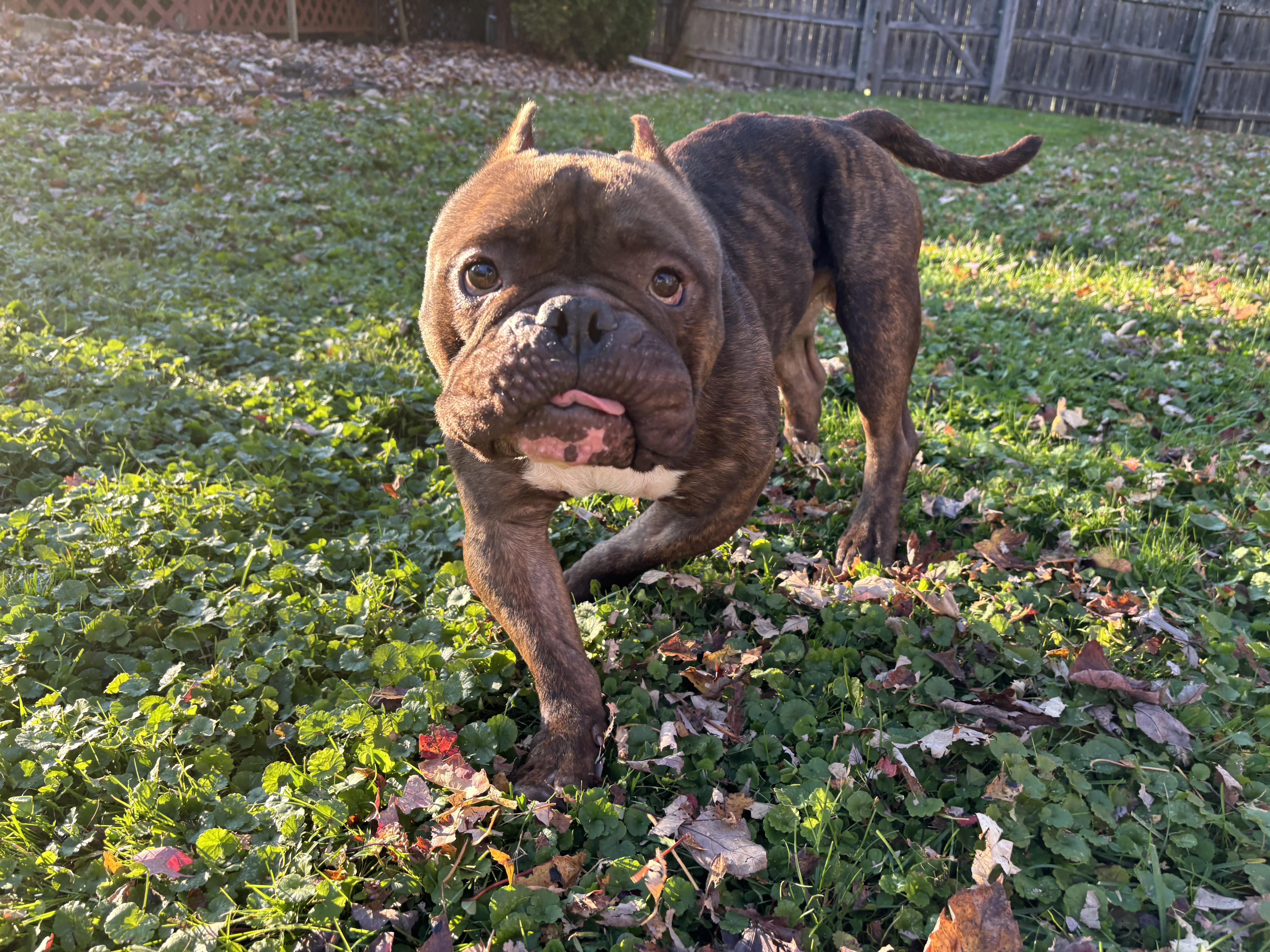 Maybach, a Adoptable mixed breed in Clay, NY image 1/5