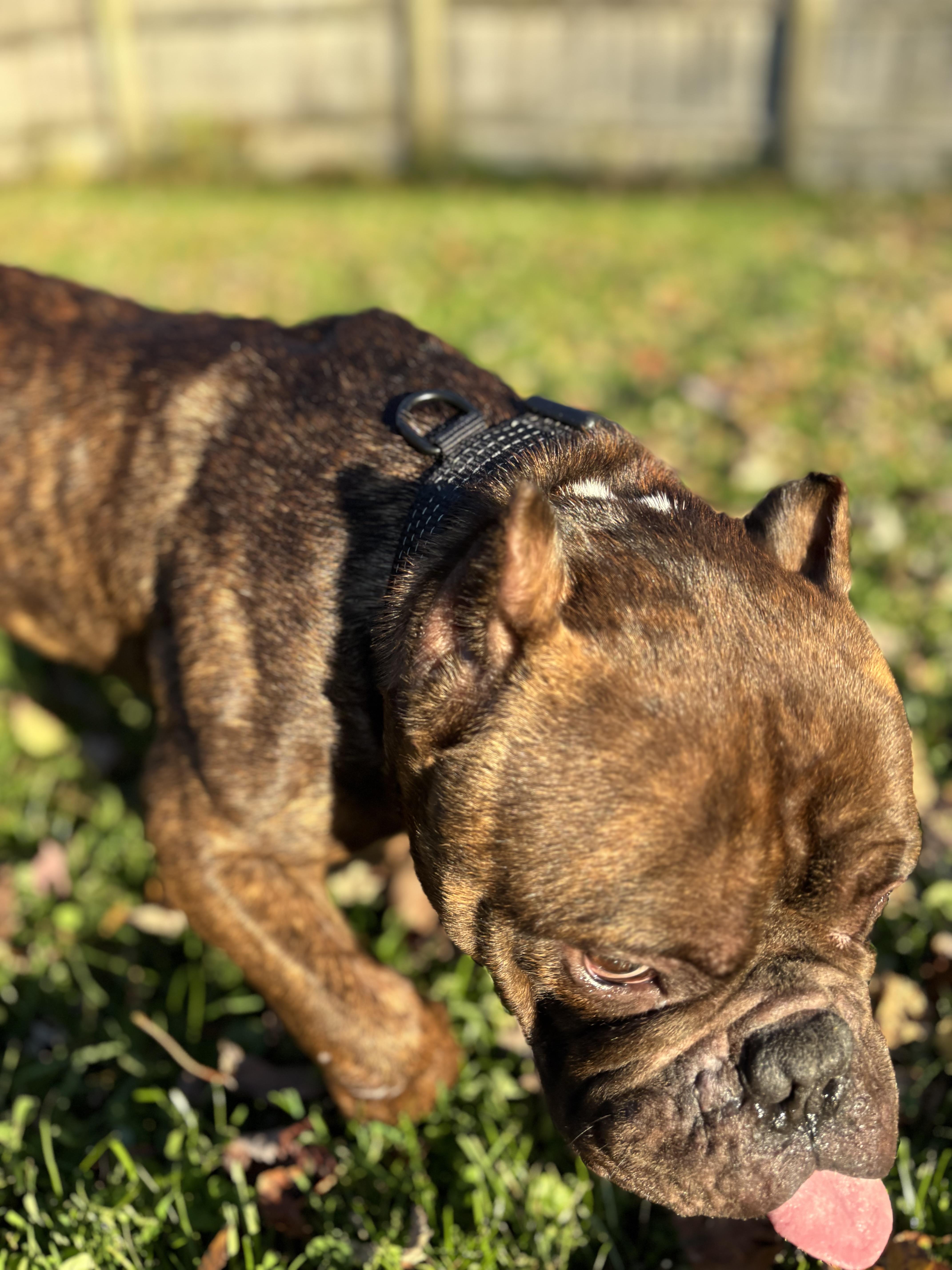 Maybach, a Adoptable mixed breed in Clay, NY image 3/5