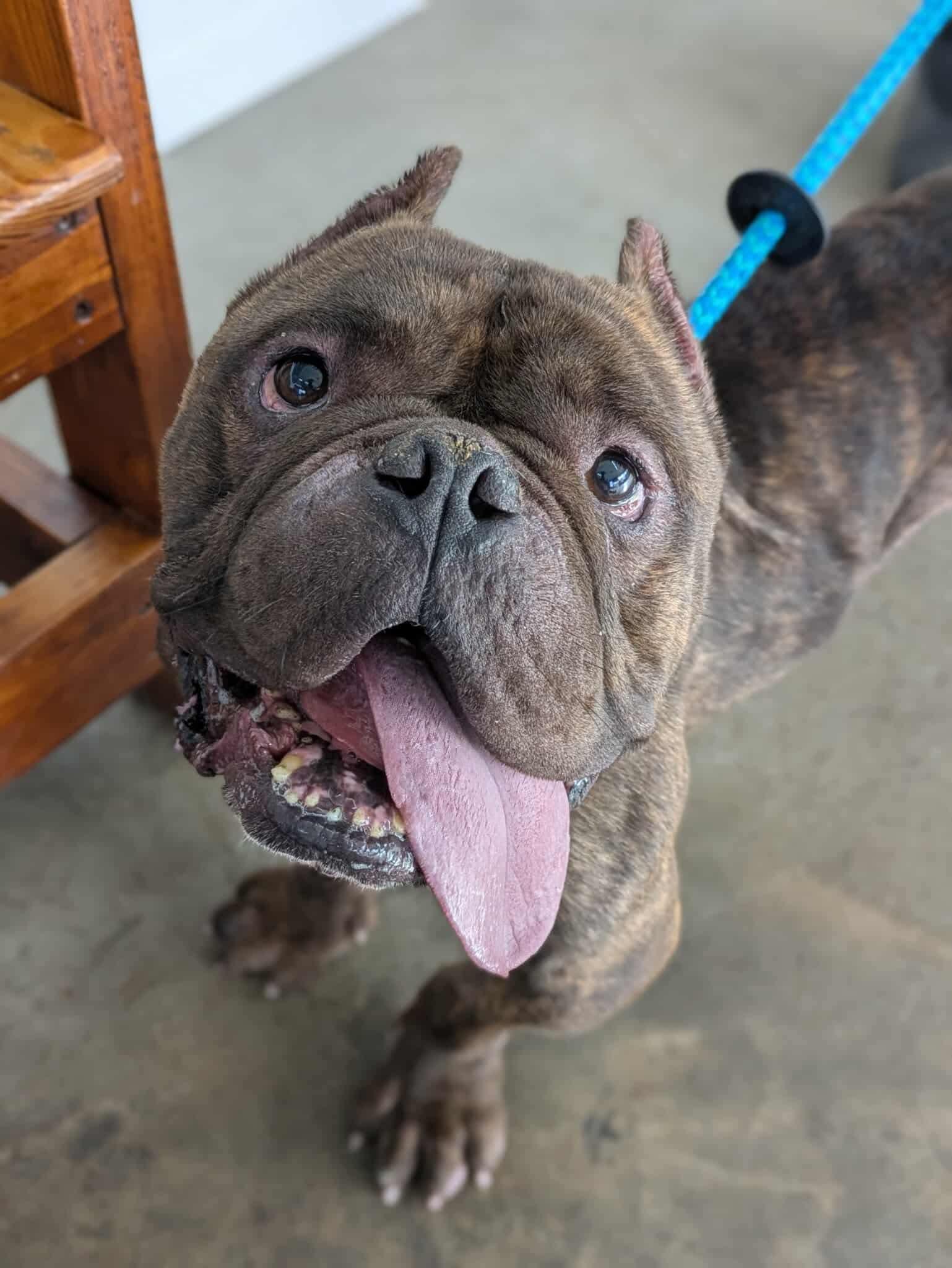 Maybach, a Adoptable mixed breed in Clay, NY image 4/5