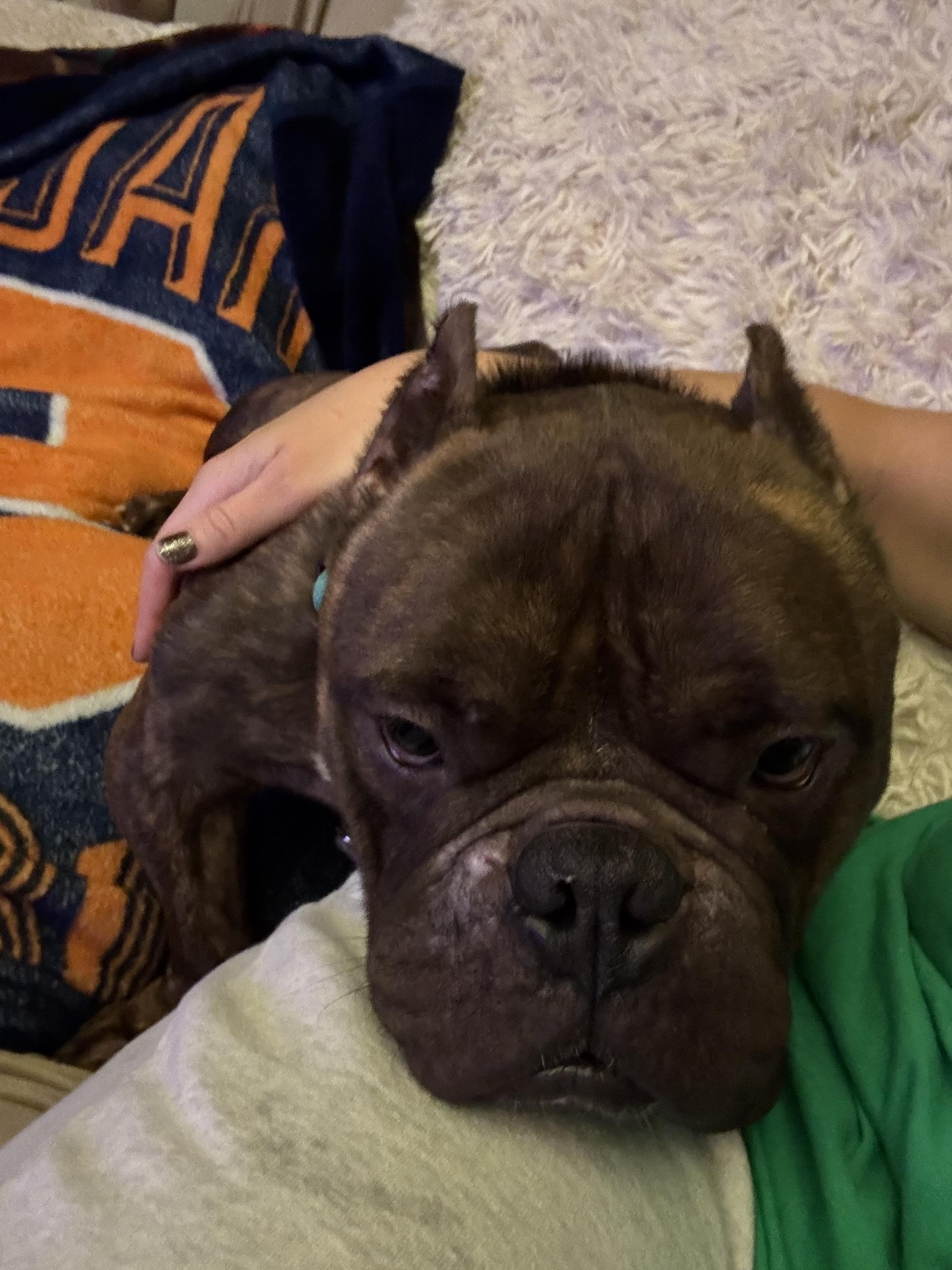 Maybach, a Adoptable mixed breed in Clay, NY image 2/5