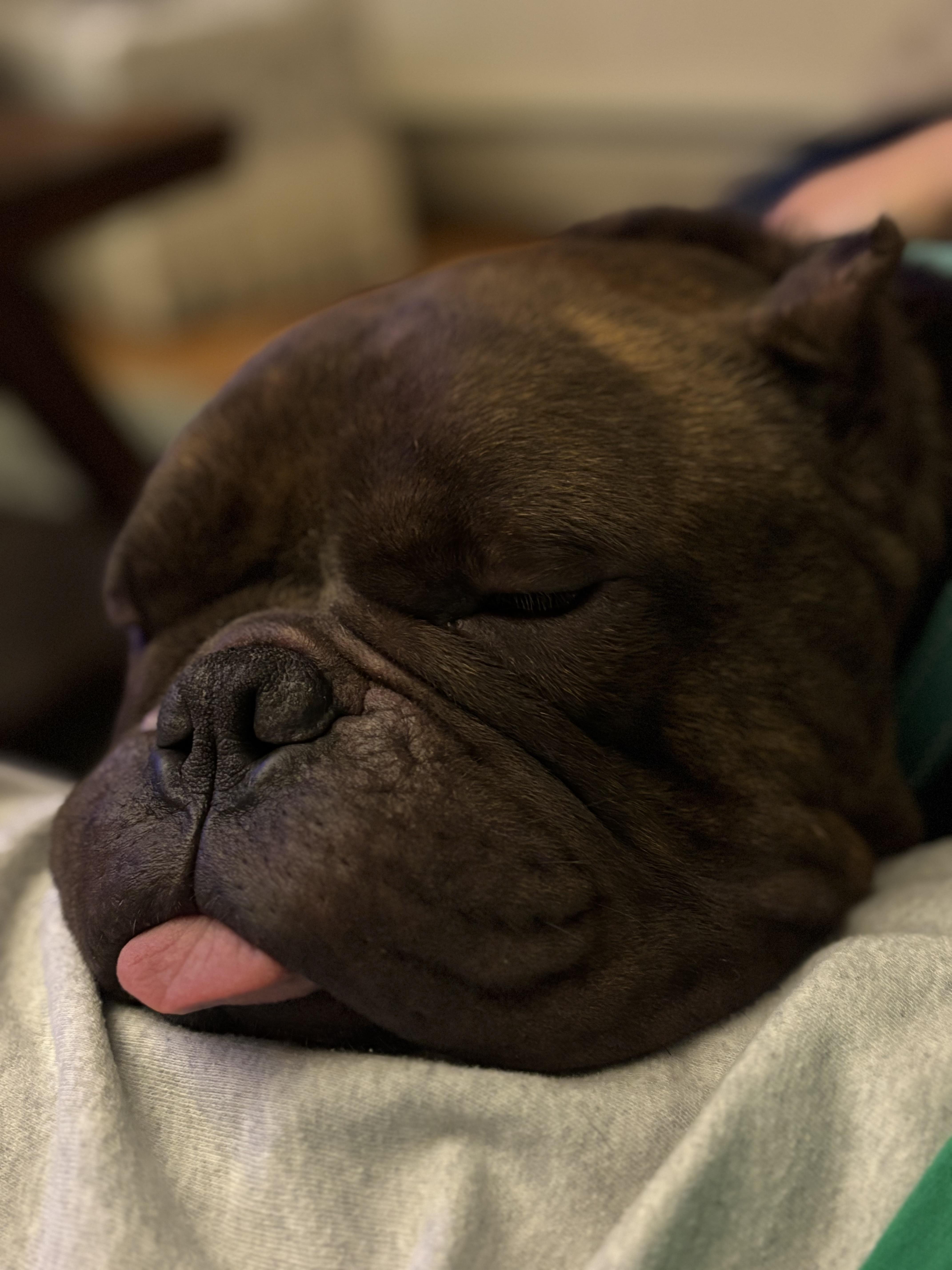 Maybach, a Adoptable mixed breed in Clay, NY image 5/5