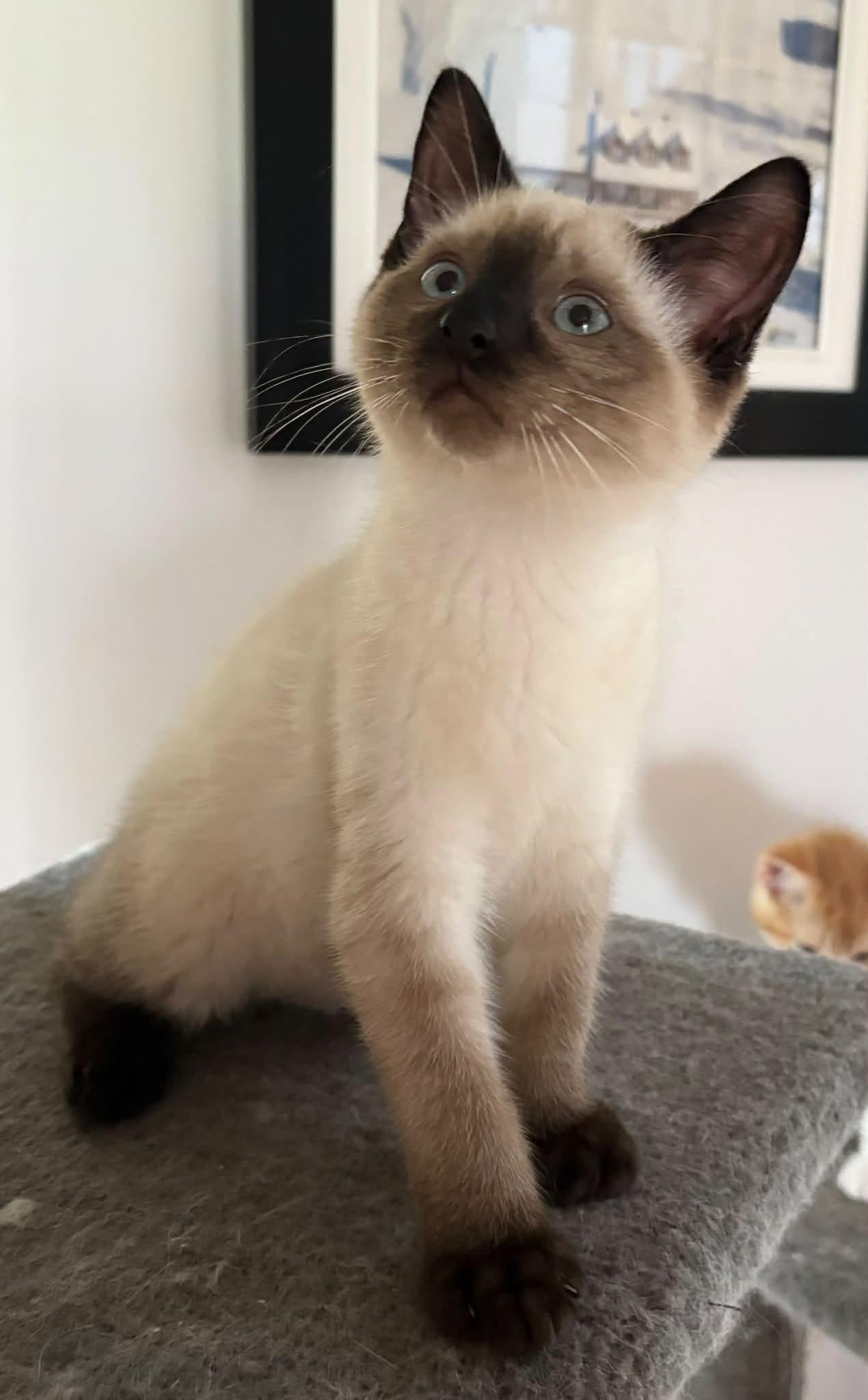 Benji, Adopted, Young Male Siamese.