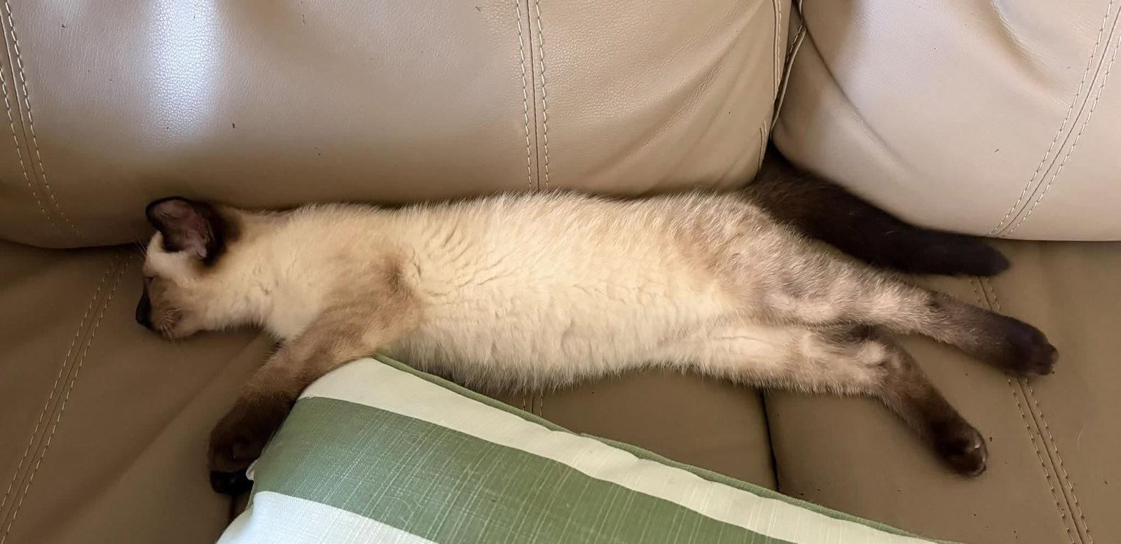 Enlarge Benji, a Adopted Siamese in Orleans, ON image 2/3