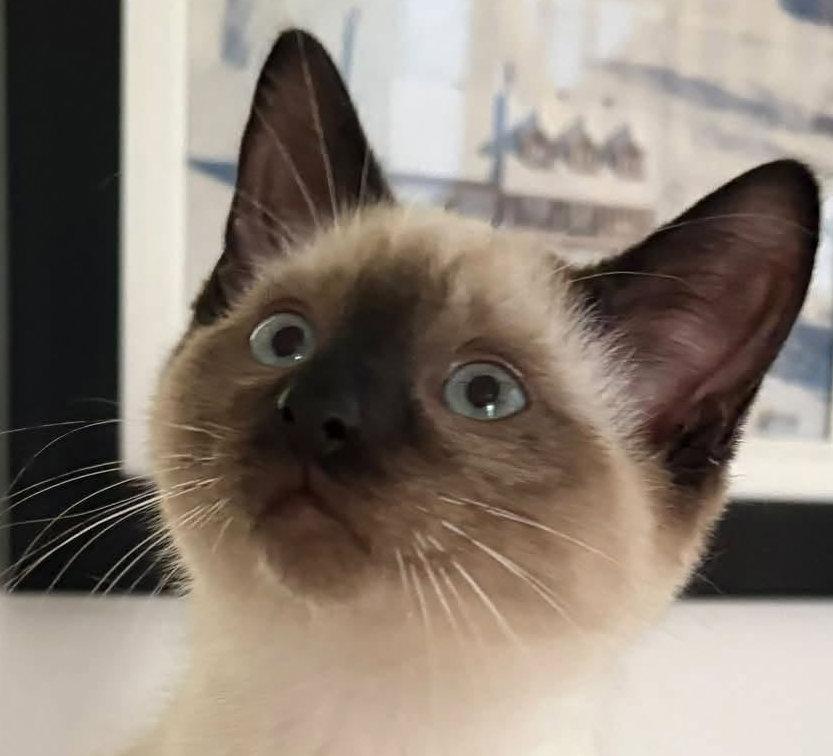 Enlarge Benji, a Adopted Siamese in Orleans, ON image 3/3