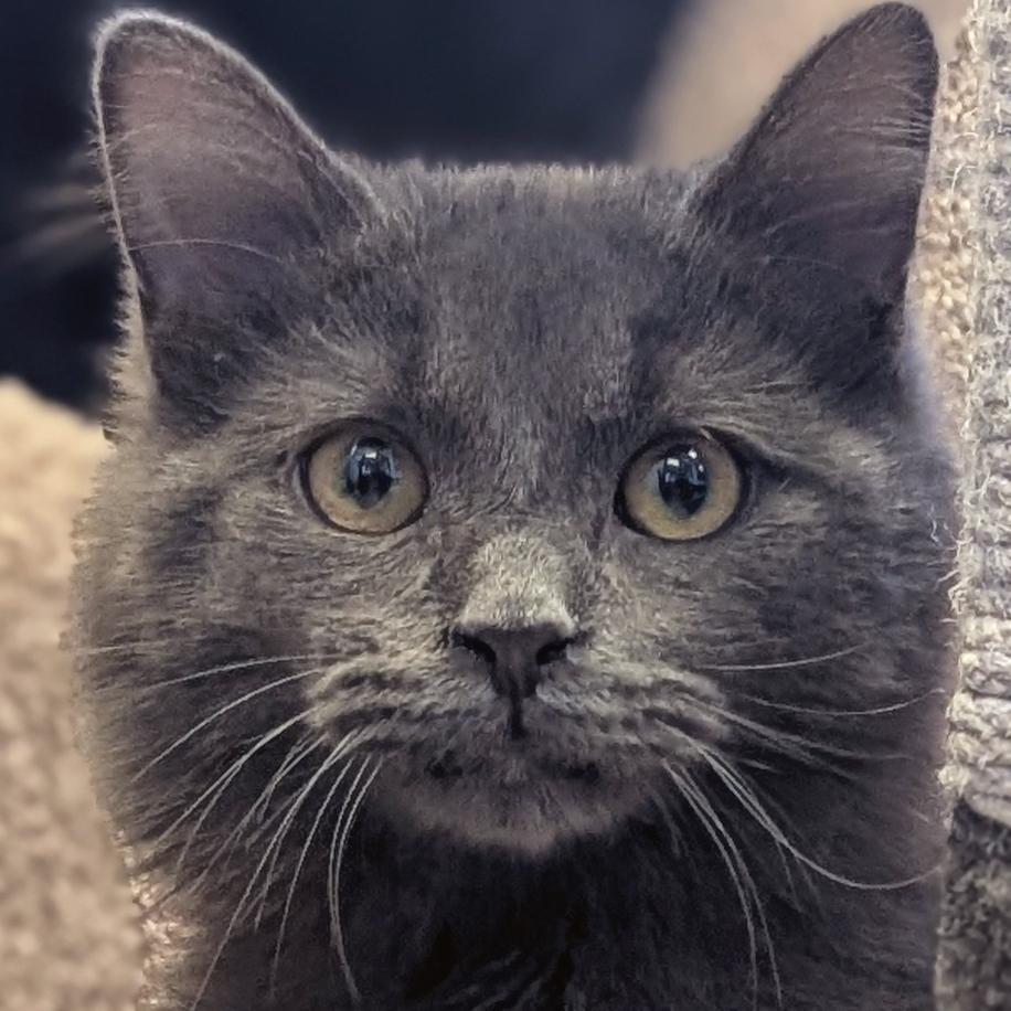 Enlarge Grub, an adopted Domestic Medium Hair in Jefferson, WI image 1/6