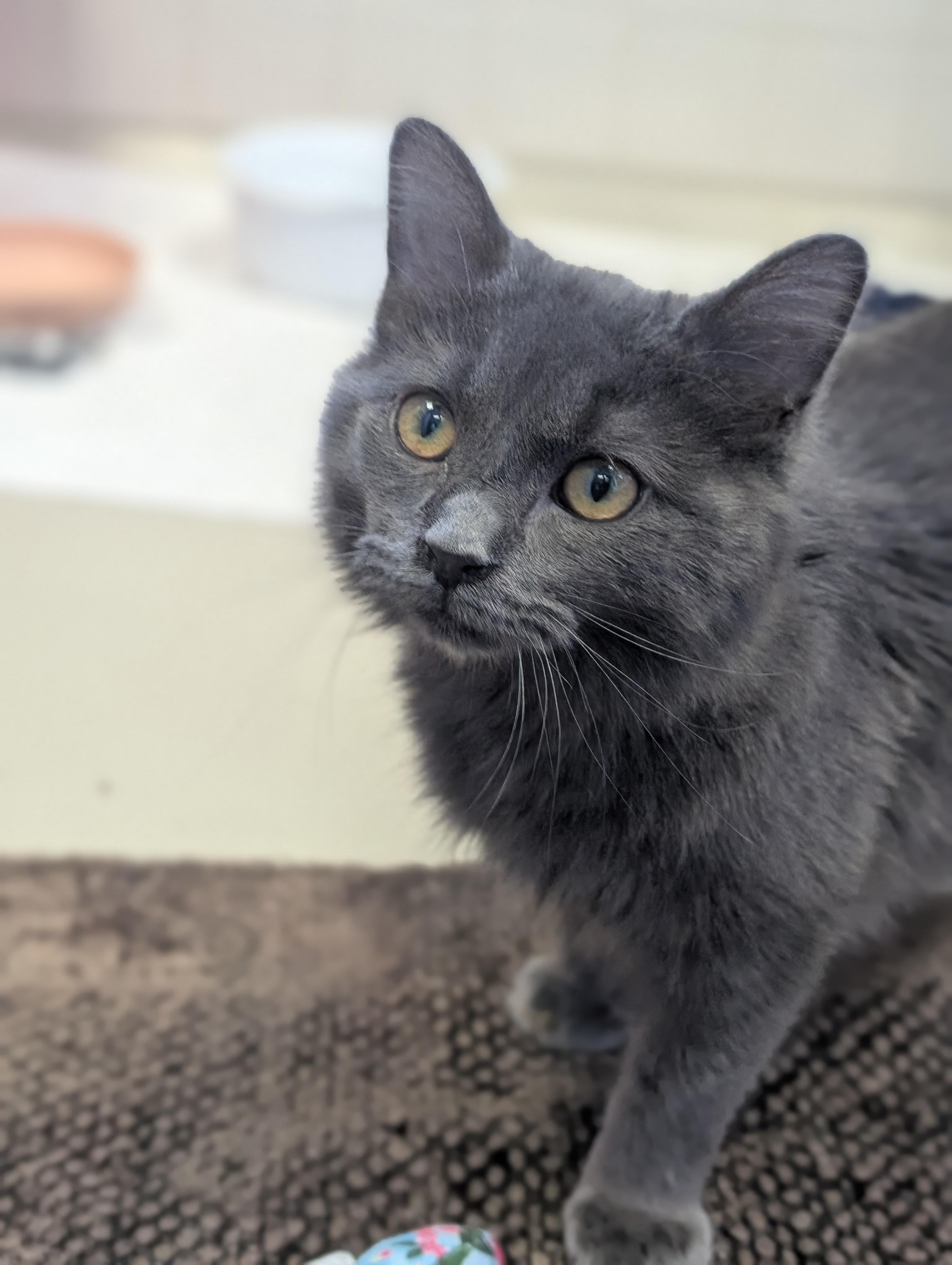 Enlarge Grub, an adopted Domestic Medium Hair in Jefferson, WI image 5/6