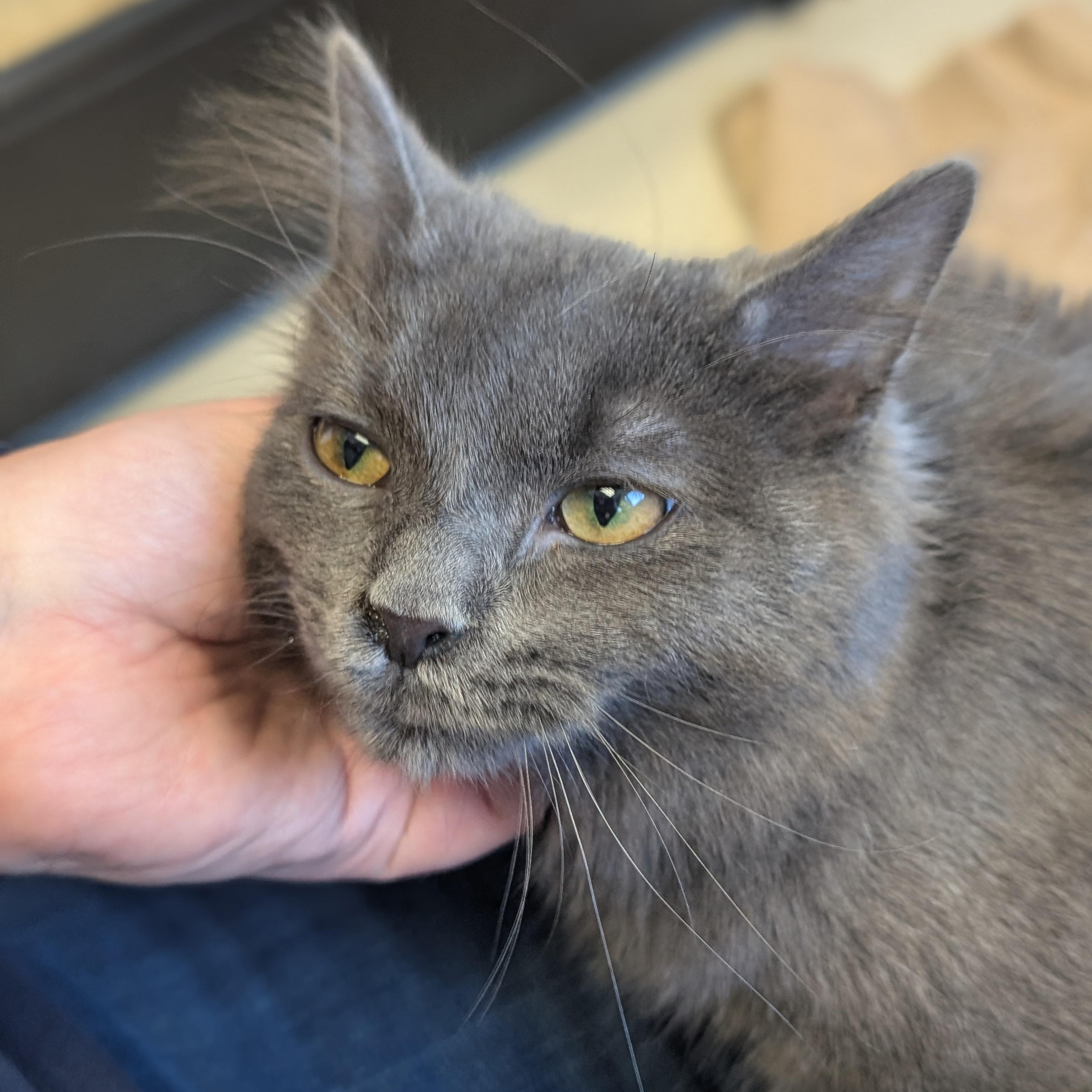 Enlarge Grub, an adopted Domestic Medium Hair in Jefferson, WI image 2/6