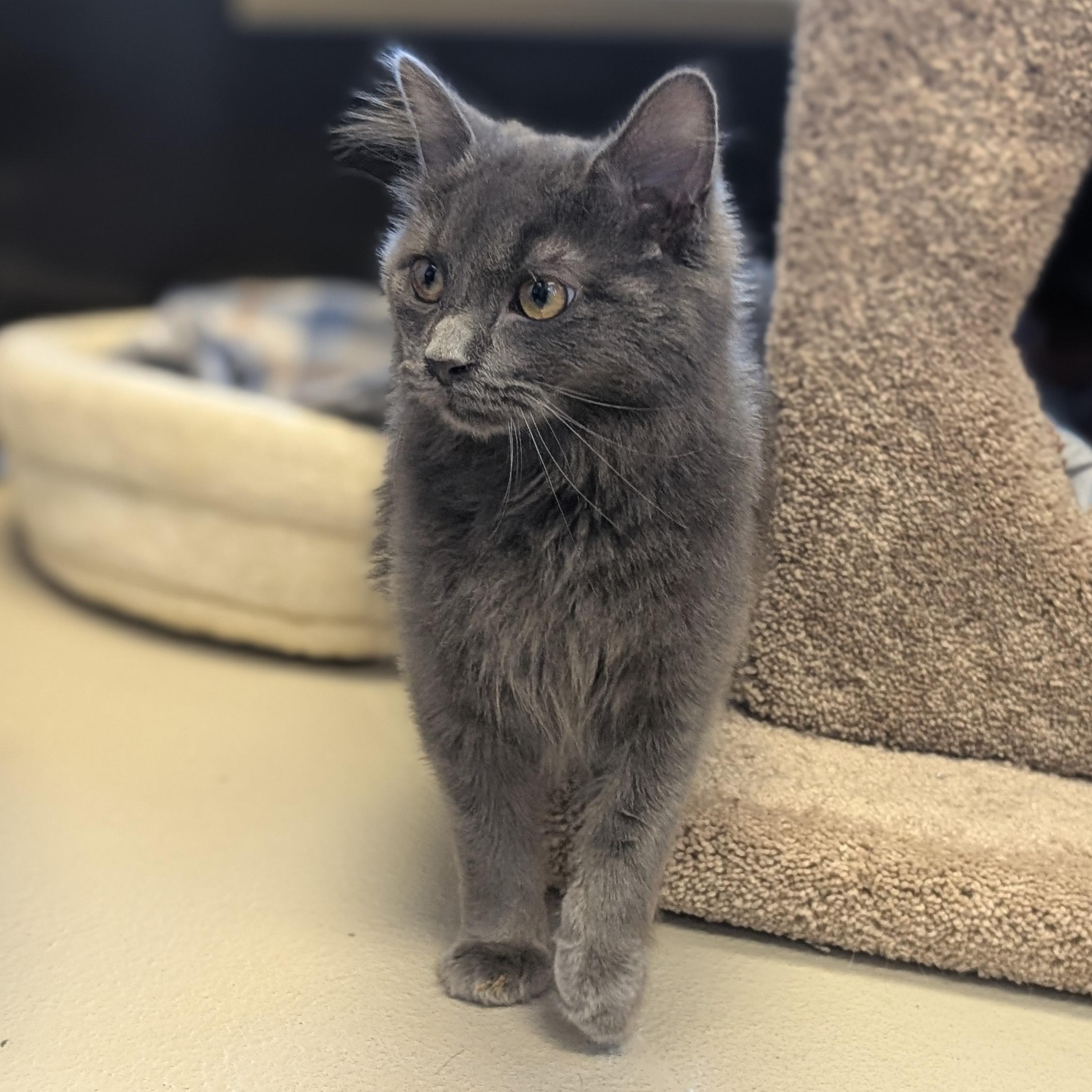 Enlarge Grub, an adopted Domestic Medium Hair in Jefferson, WI image 6/6