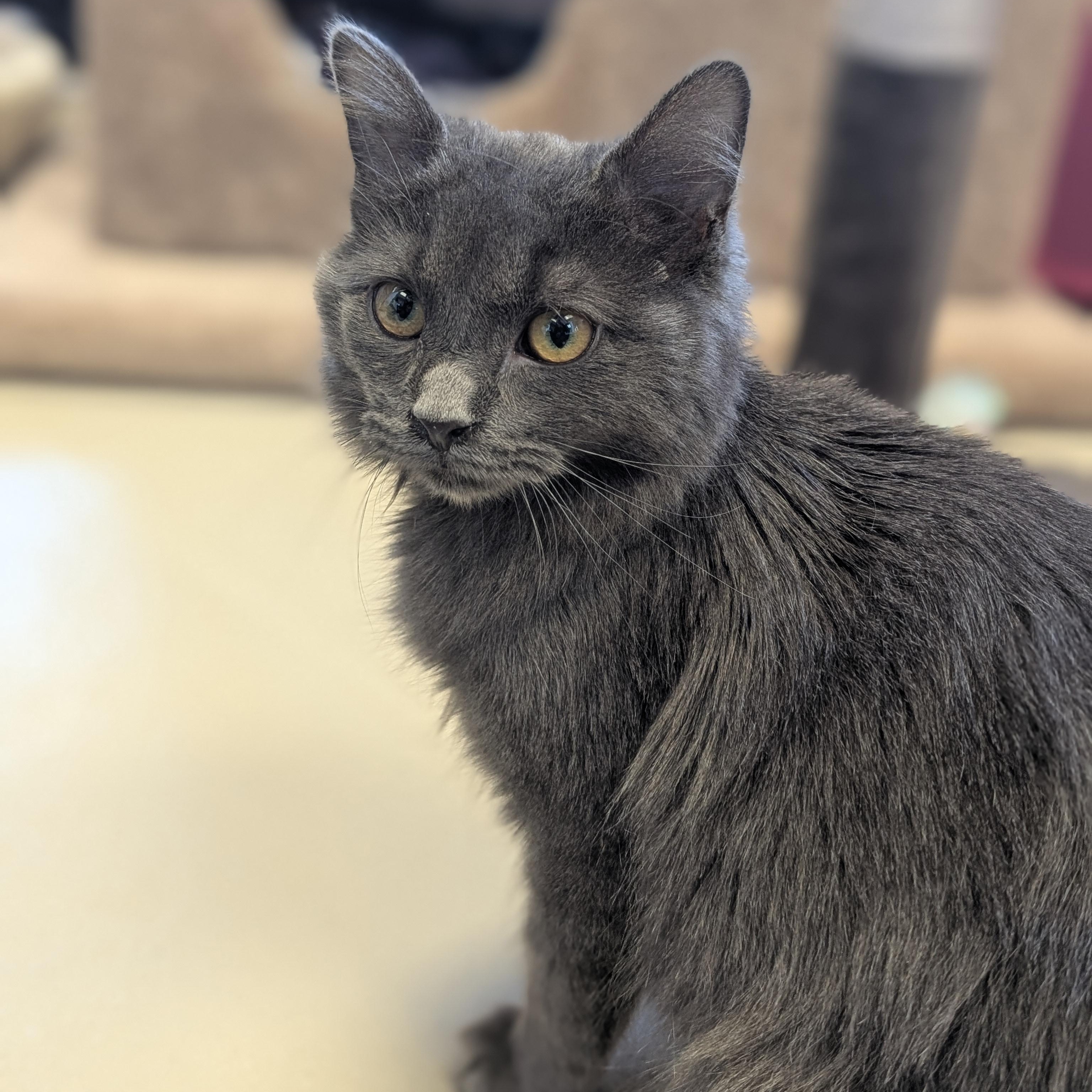 Enlarge Grub, an adopted Domestic Medium Hair in Jefferson, WI image 3/6