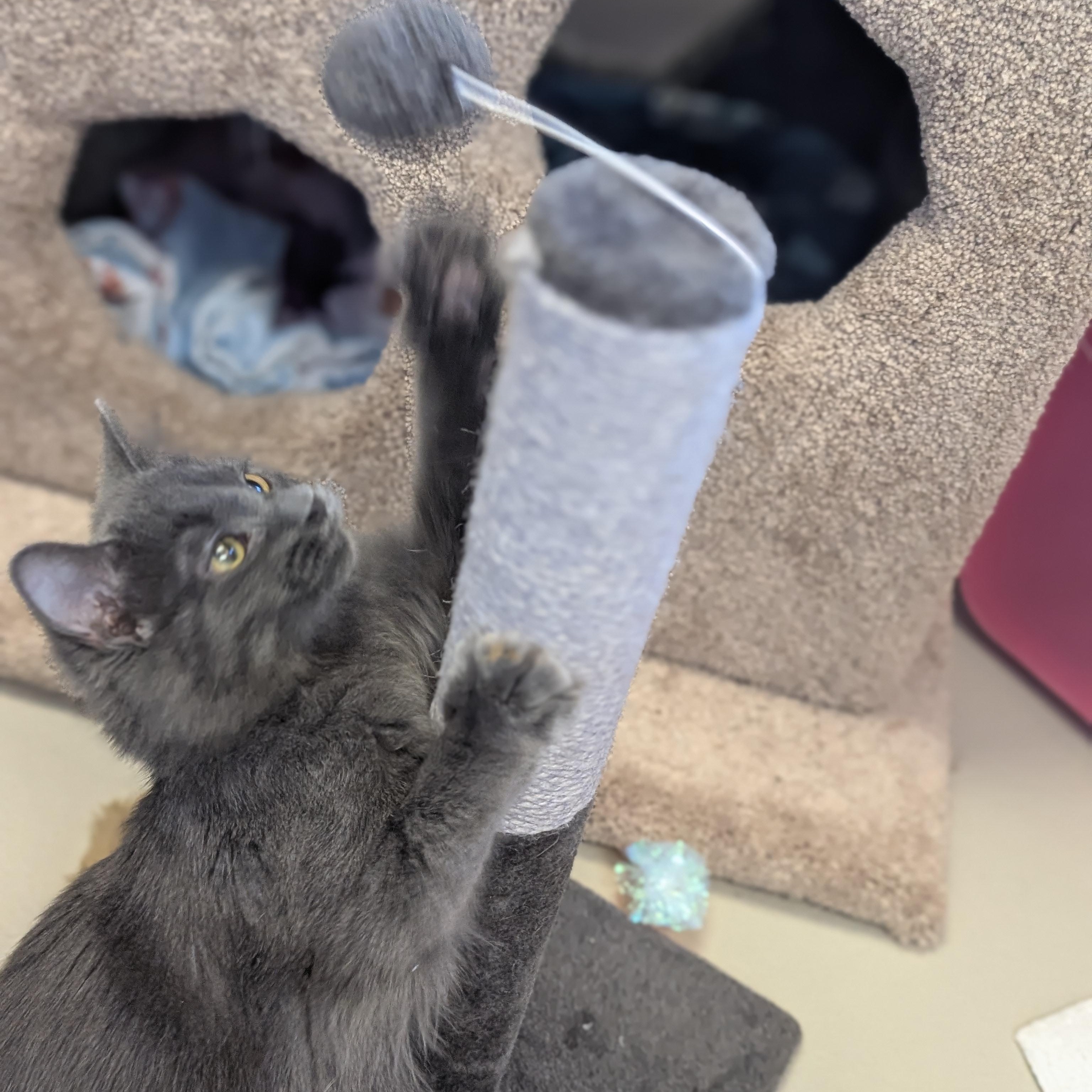 Enlarge Grub, an adopted Domestic Medium Hair in Jefferson, WI image 4/6