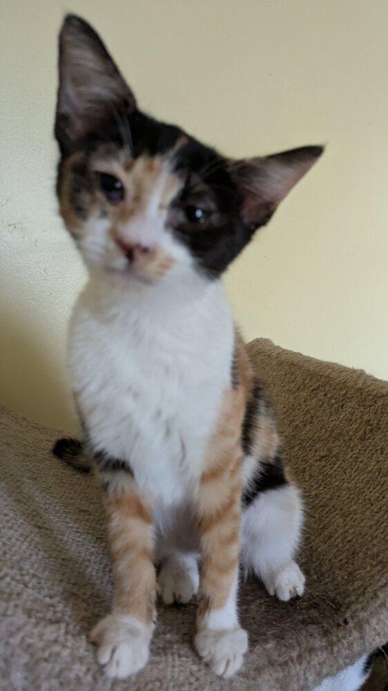 Enlarge Jodi, a Adoptable Domestic Short Hair in Ruskin, FL image 1/4