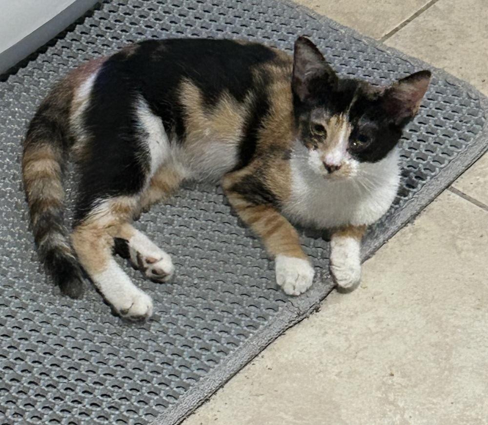 Enlarge Jodi, a Adoptable Domestic Short Hair in Ruskin, FL image 4/4