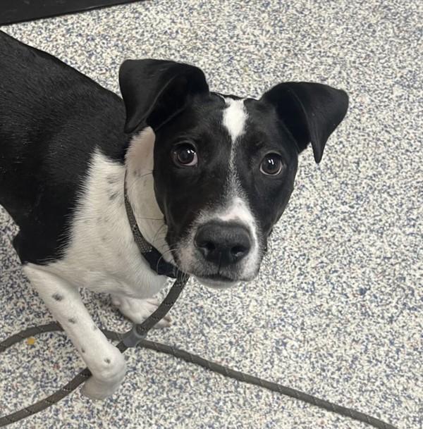 Fendi, Adoptable, Young Female Pointer.