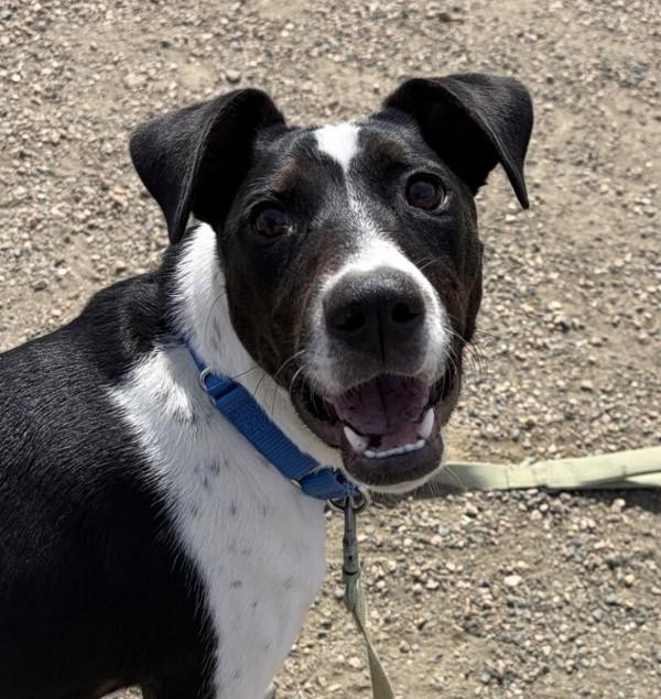 Enlarge Fendi, a Adoptable mixed breed in Golden, CO image 2/3