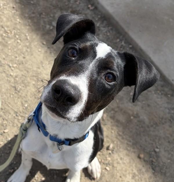 Enlarge Fendi, a Adoptable mixed breed in Golden, CO image 3/3
