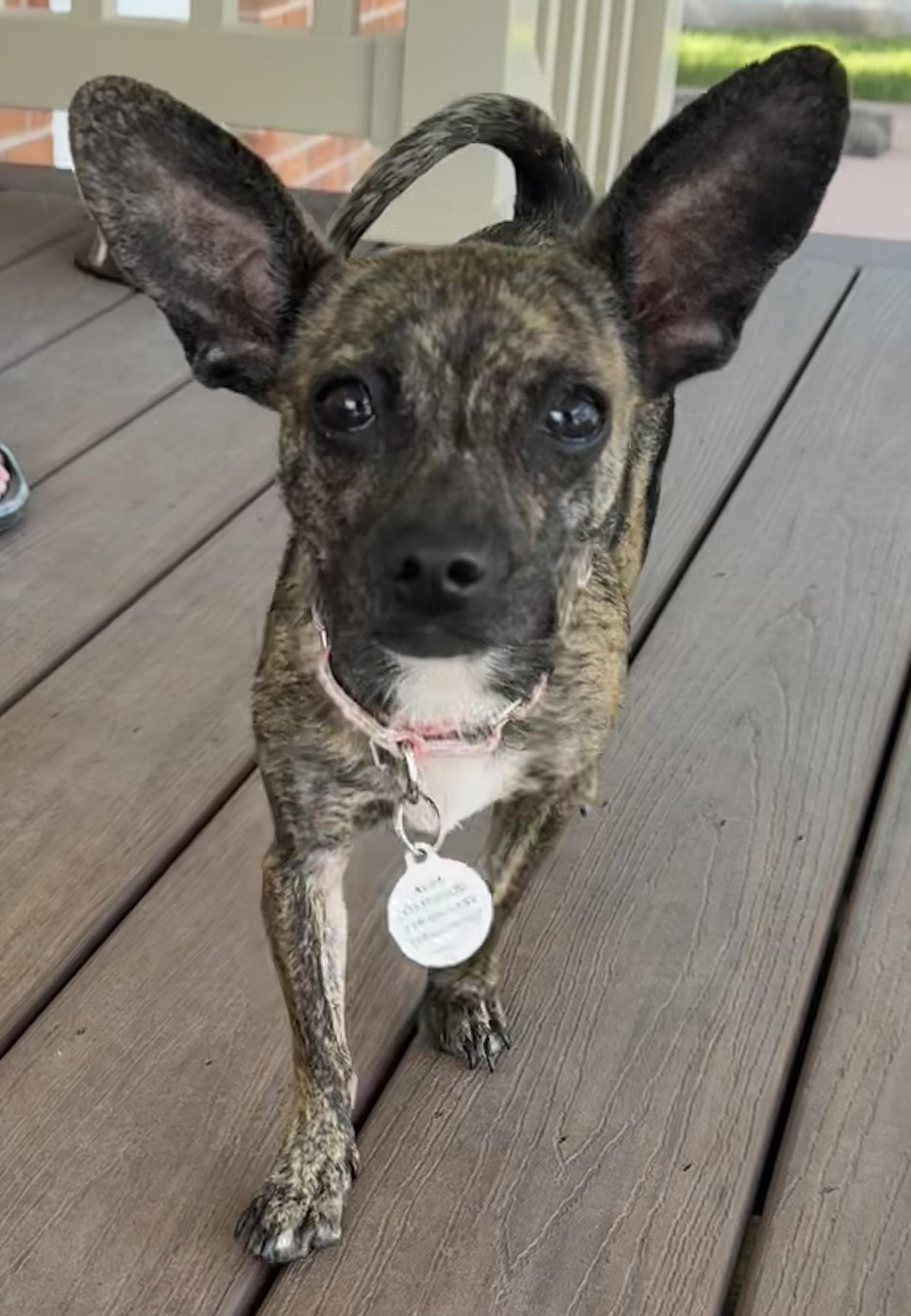 Enlarge Lucy, a ADOPTABLE mixed breed in Akron, NY image 5/5
