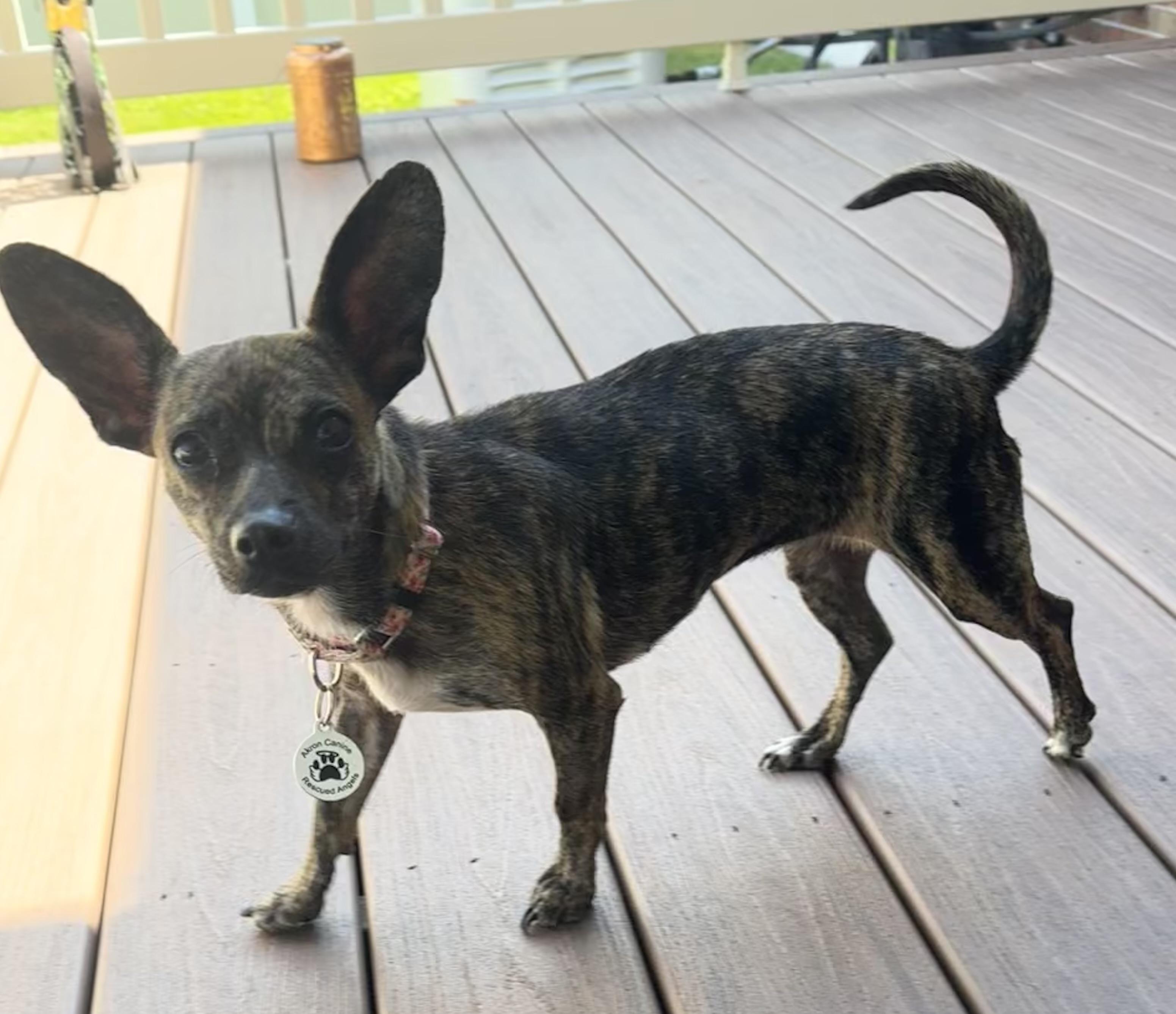 Enlarge Lucy, a ADOPTABLE mixed breed in Akron, NY image 4/5
