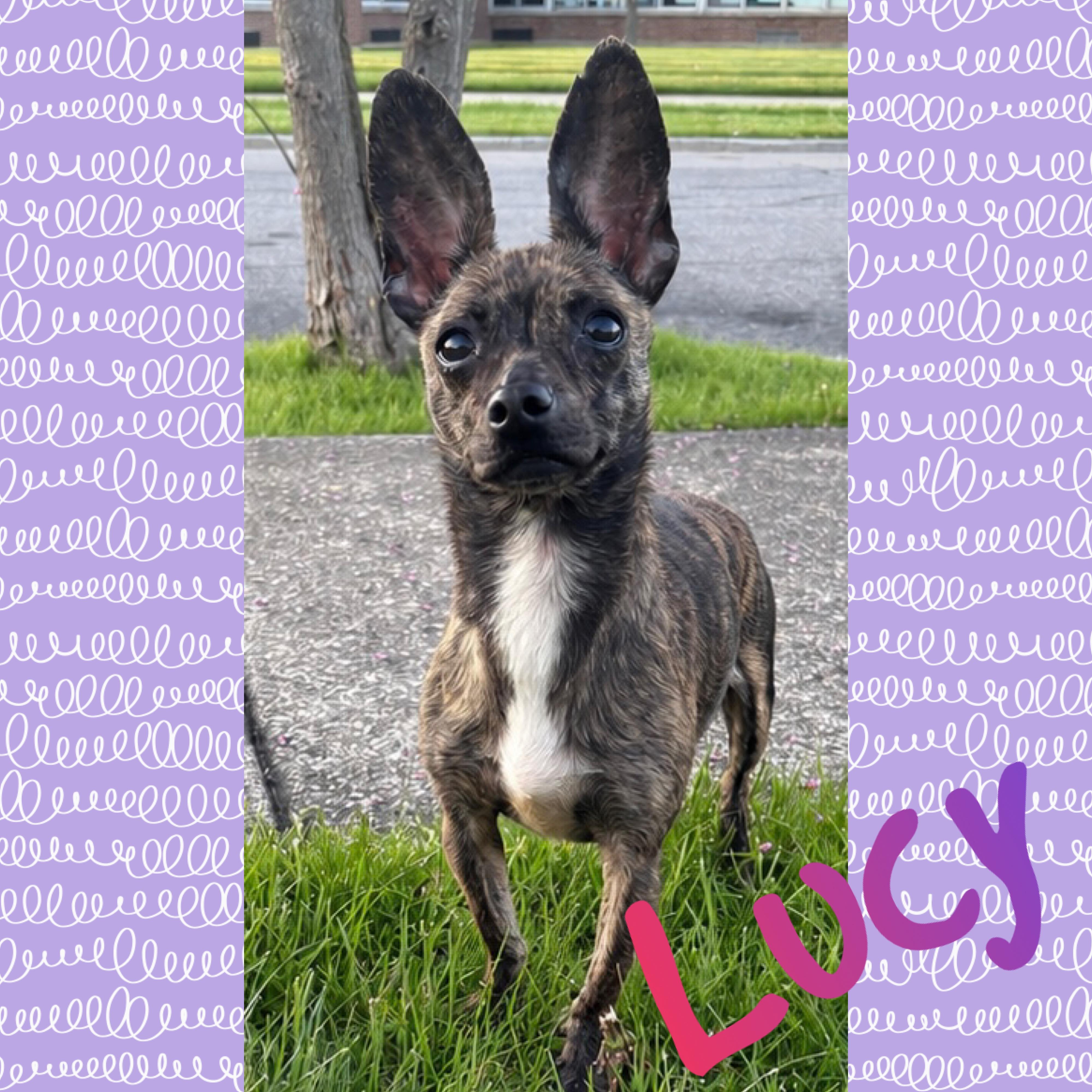 Enlarge Lucy, a ADOPTABLE mixed breed in Akron, NY image 1/5